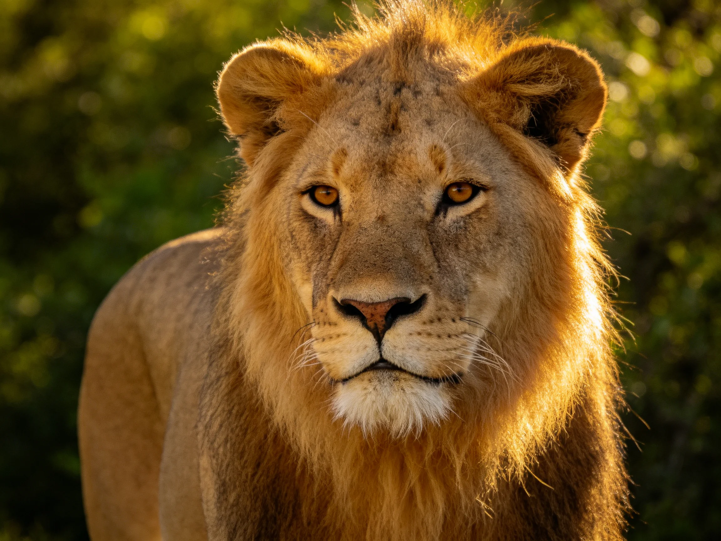 A close - up of a majestic lion with a golden mane against a blurred green backdrop.