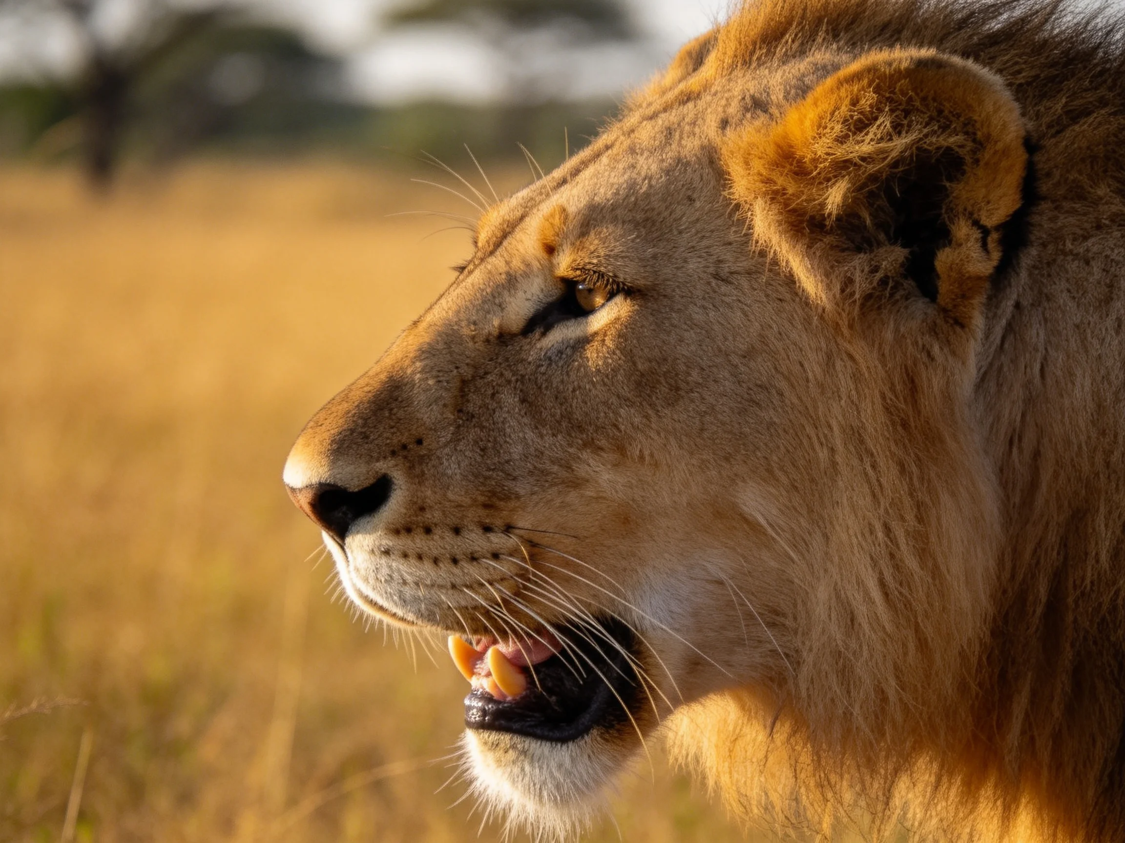 Close - up of a golden lion in sunlit savannah landscape.