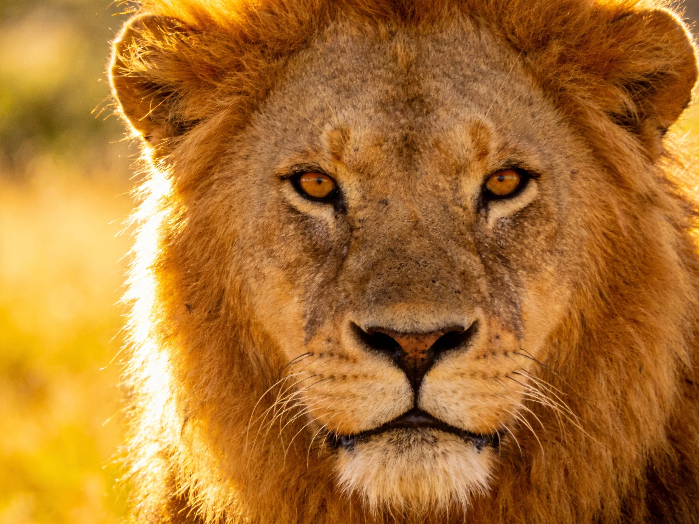 A majestic lion with golden mane in sunlit savannah landscape
