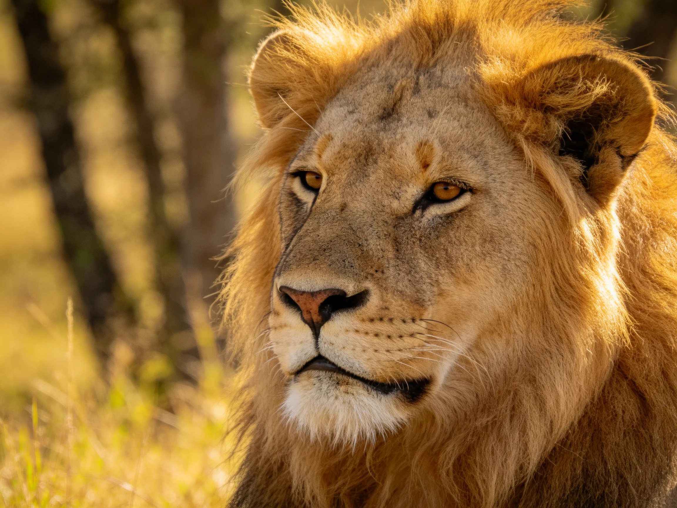 A majestic lion with golden mane rests in a sunlit savannah environment.