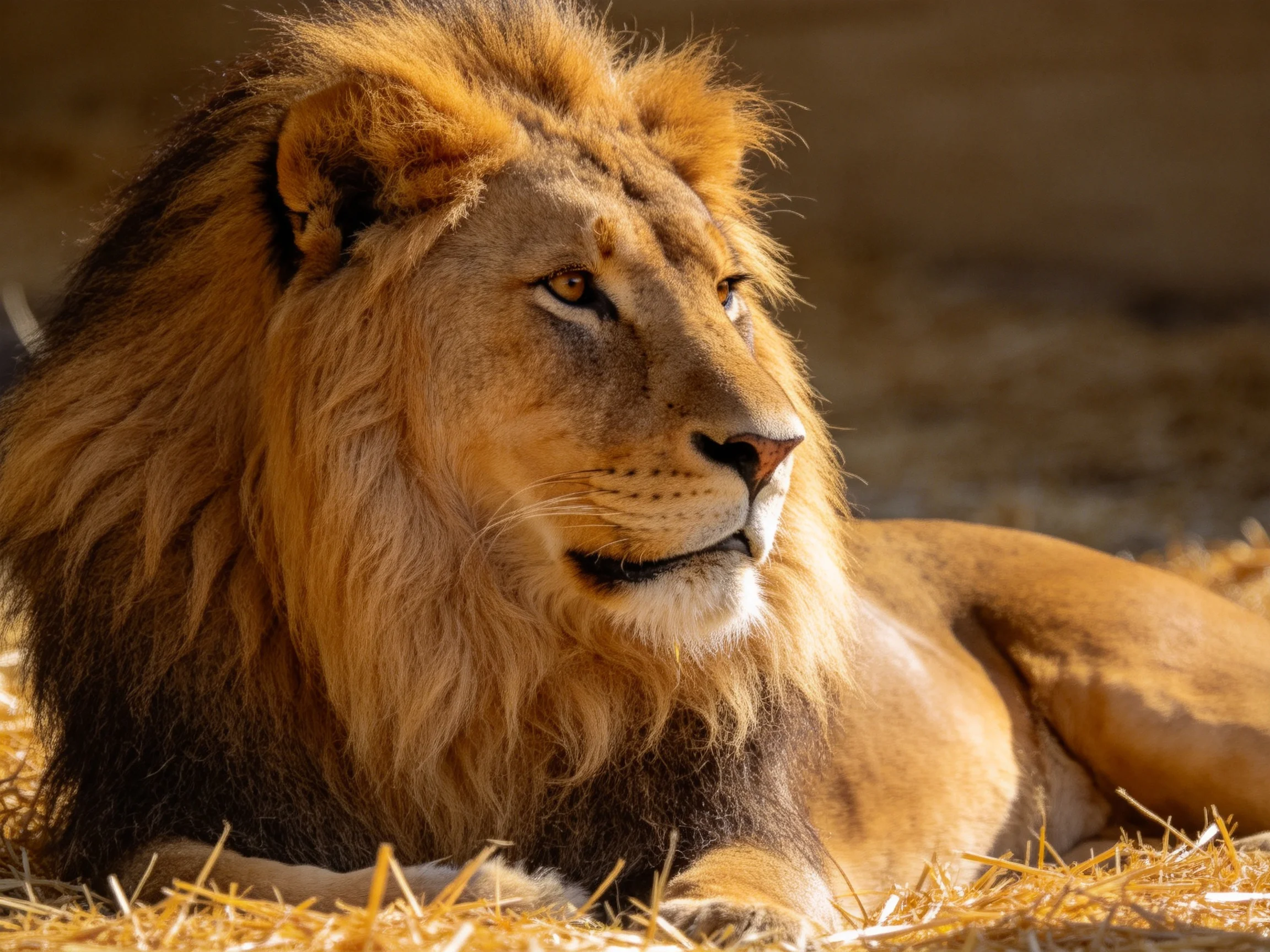 A lion with golden mane rests on straw bedding.