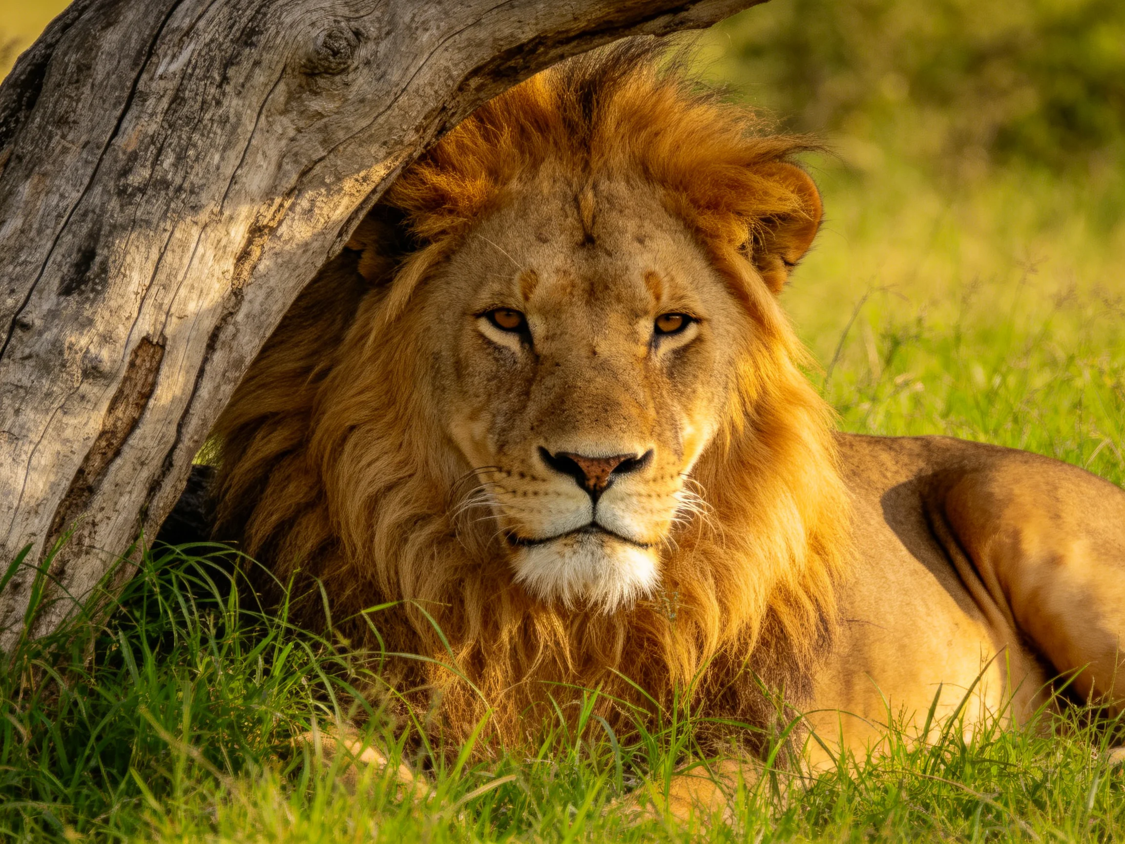 A lion with a golden mane rests under a weathered log in a grassy area.