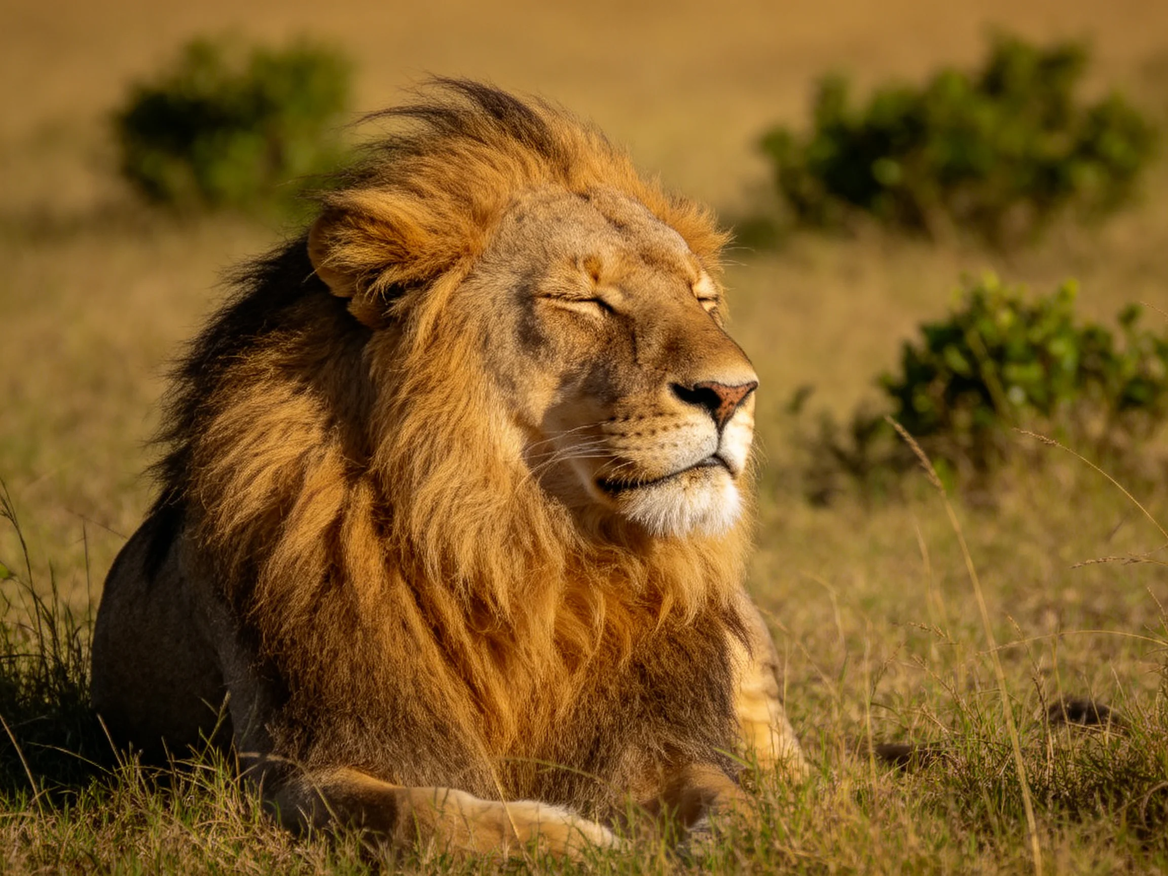 A majestic lion rests peacefully amid sunlit savannah vegetation.
