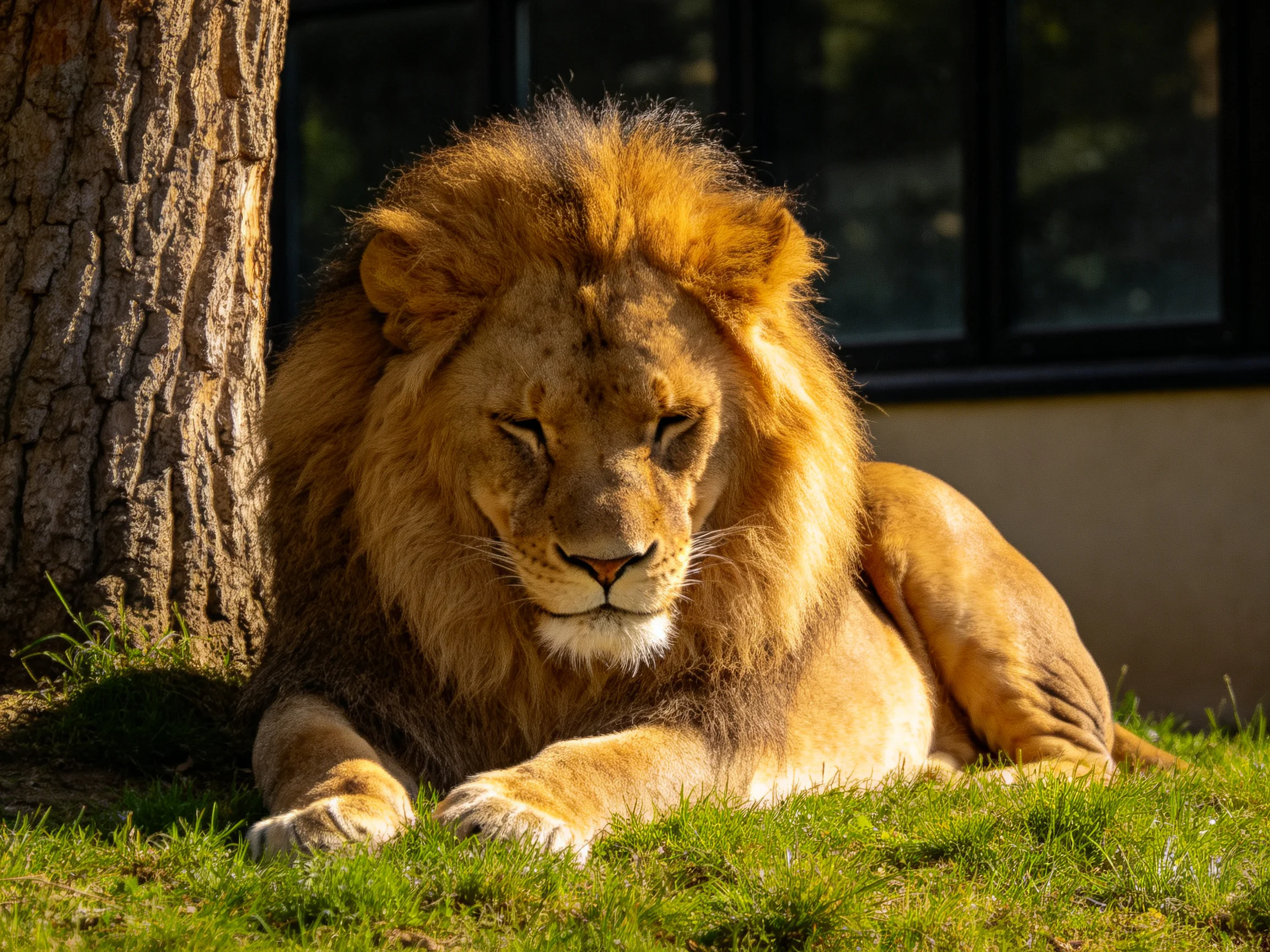 A lion rests near a tree in a sunlit area.