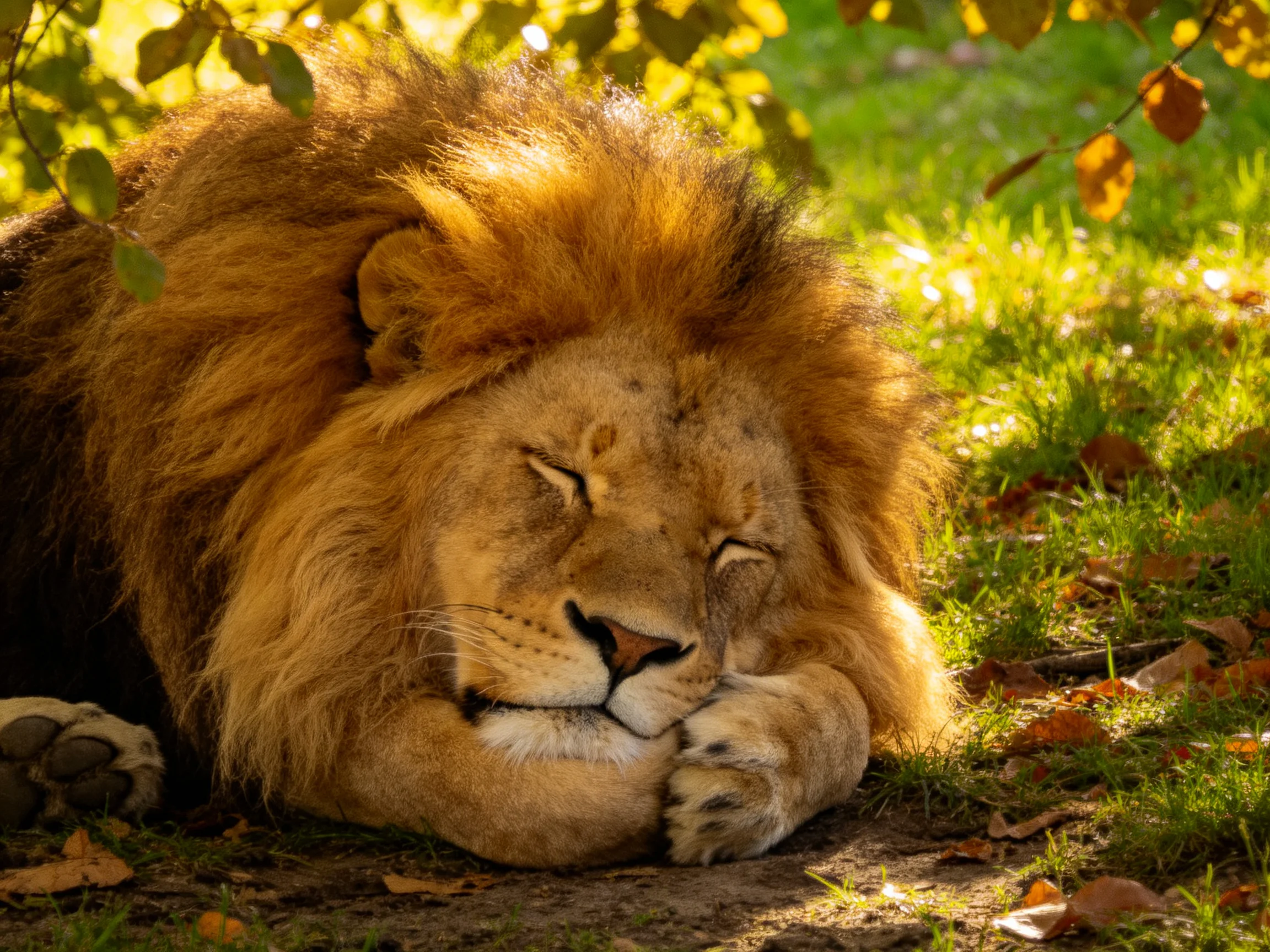 A lion sleeps peacefully among grass and leaves in bright sunlit natural space