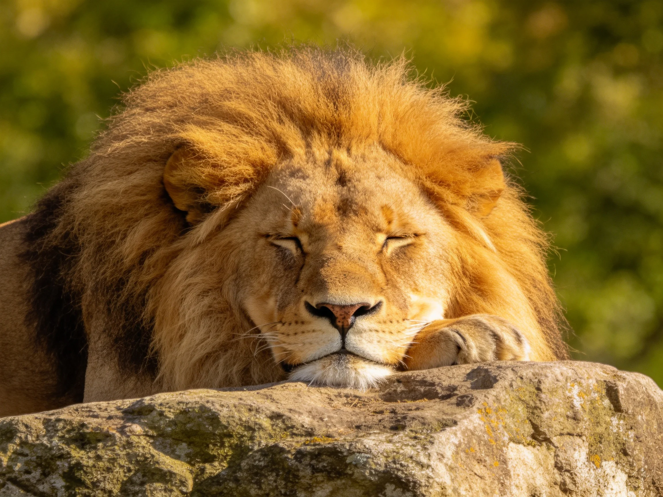 A majestic lion rests calmly on a rock in a sunlit natural setting.