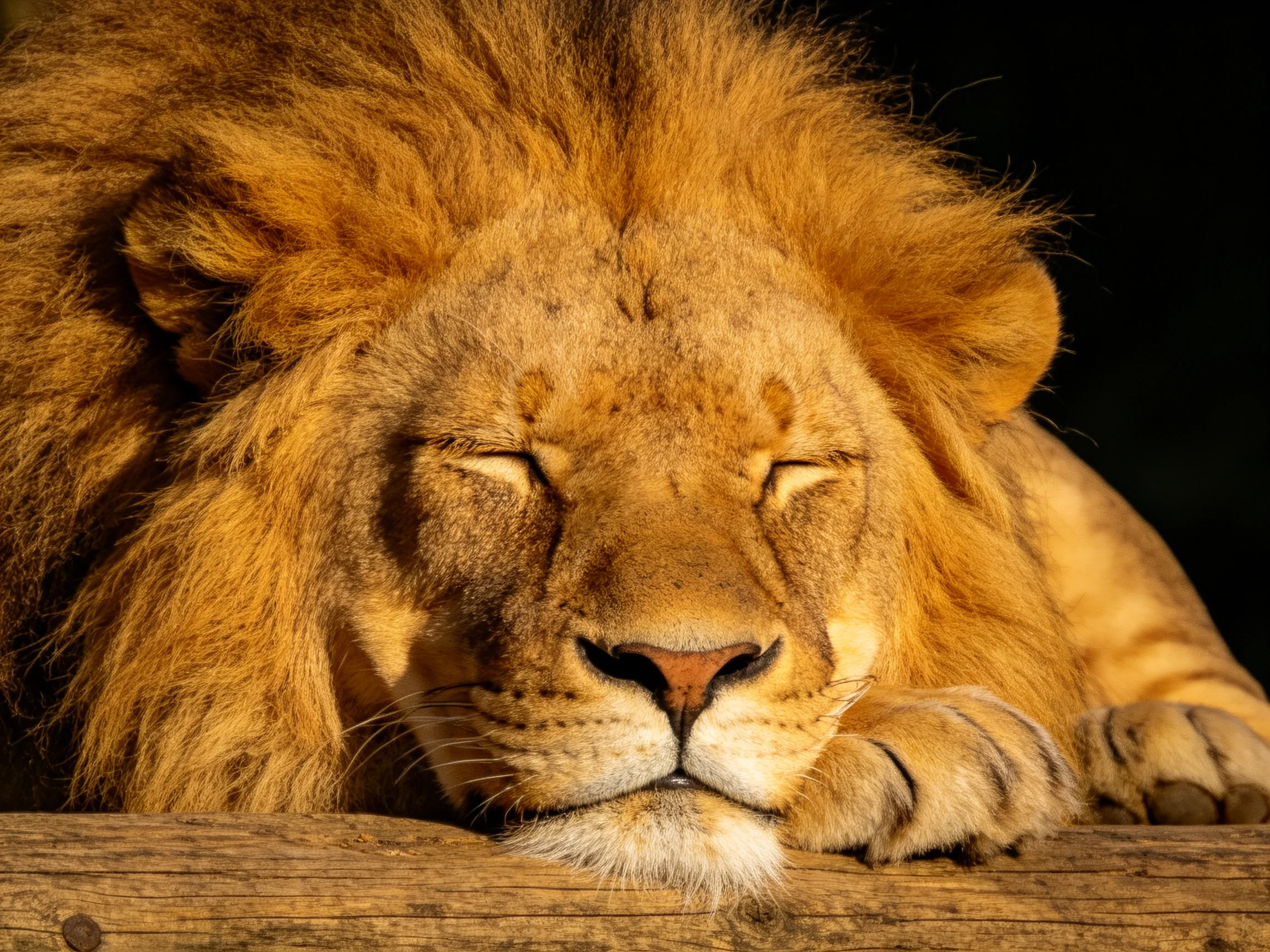 A majestic lion with golden mane rests peacefully on a wooden structure.