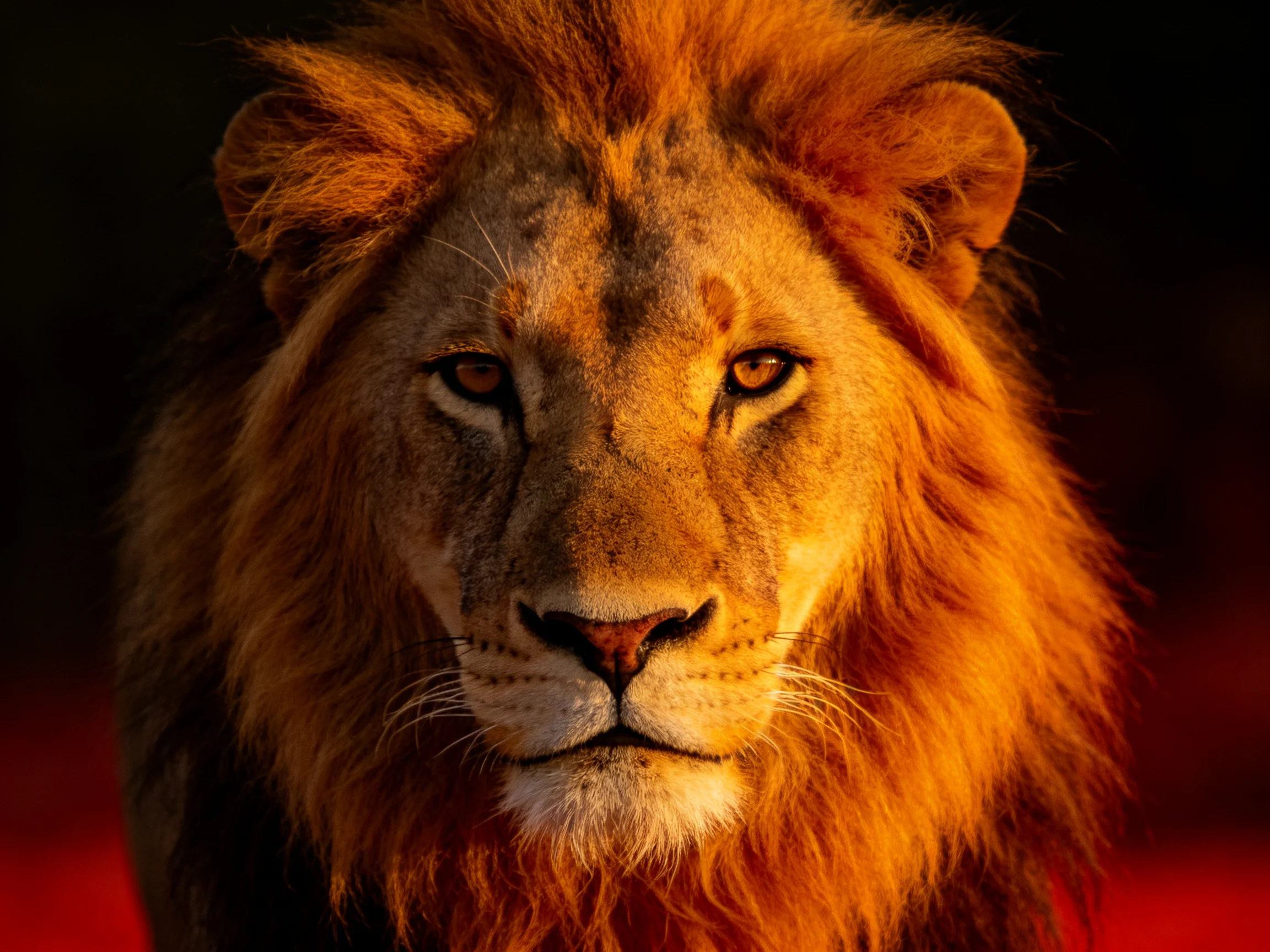A majestic lion with rich golden mane under dramatic lighting