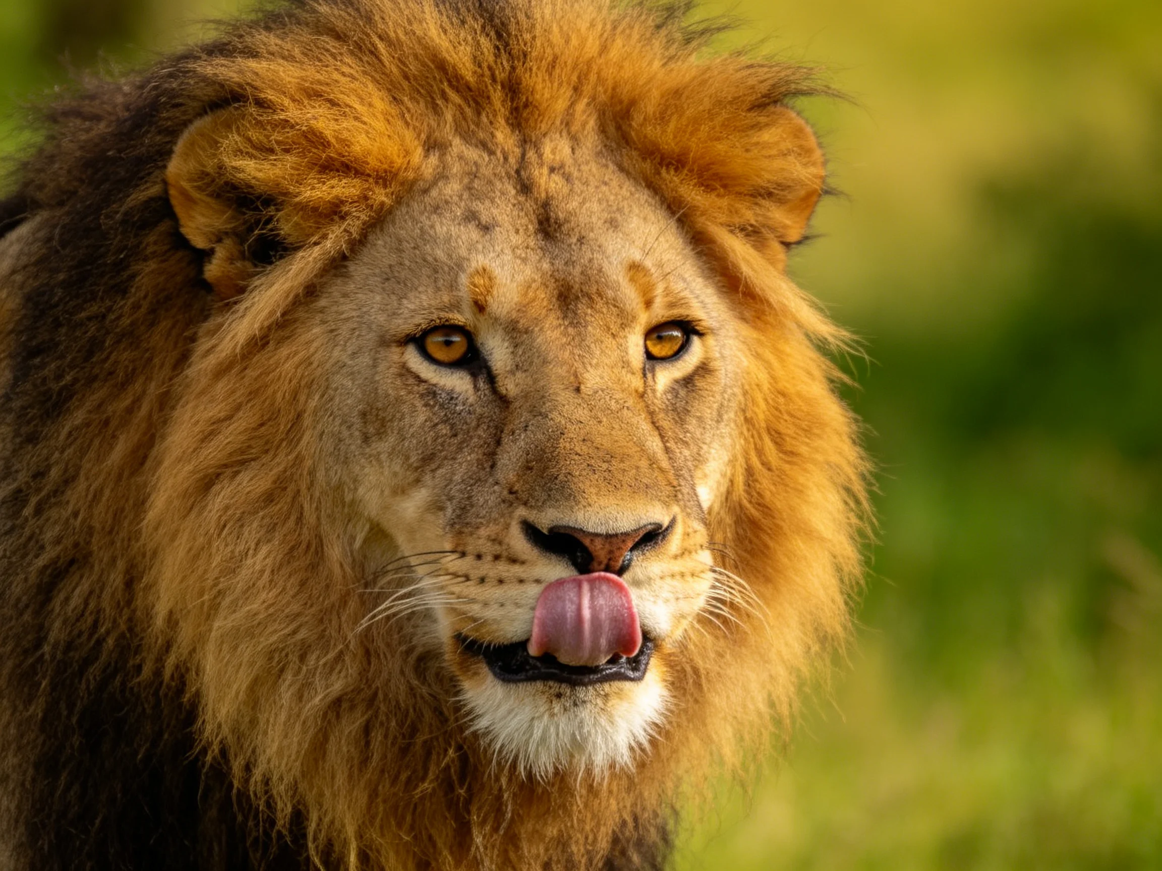 A close-up of a lion with a golden mane licking its lips in nature.
