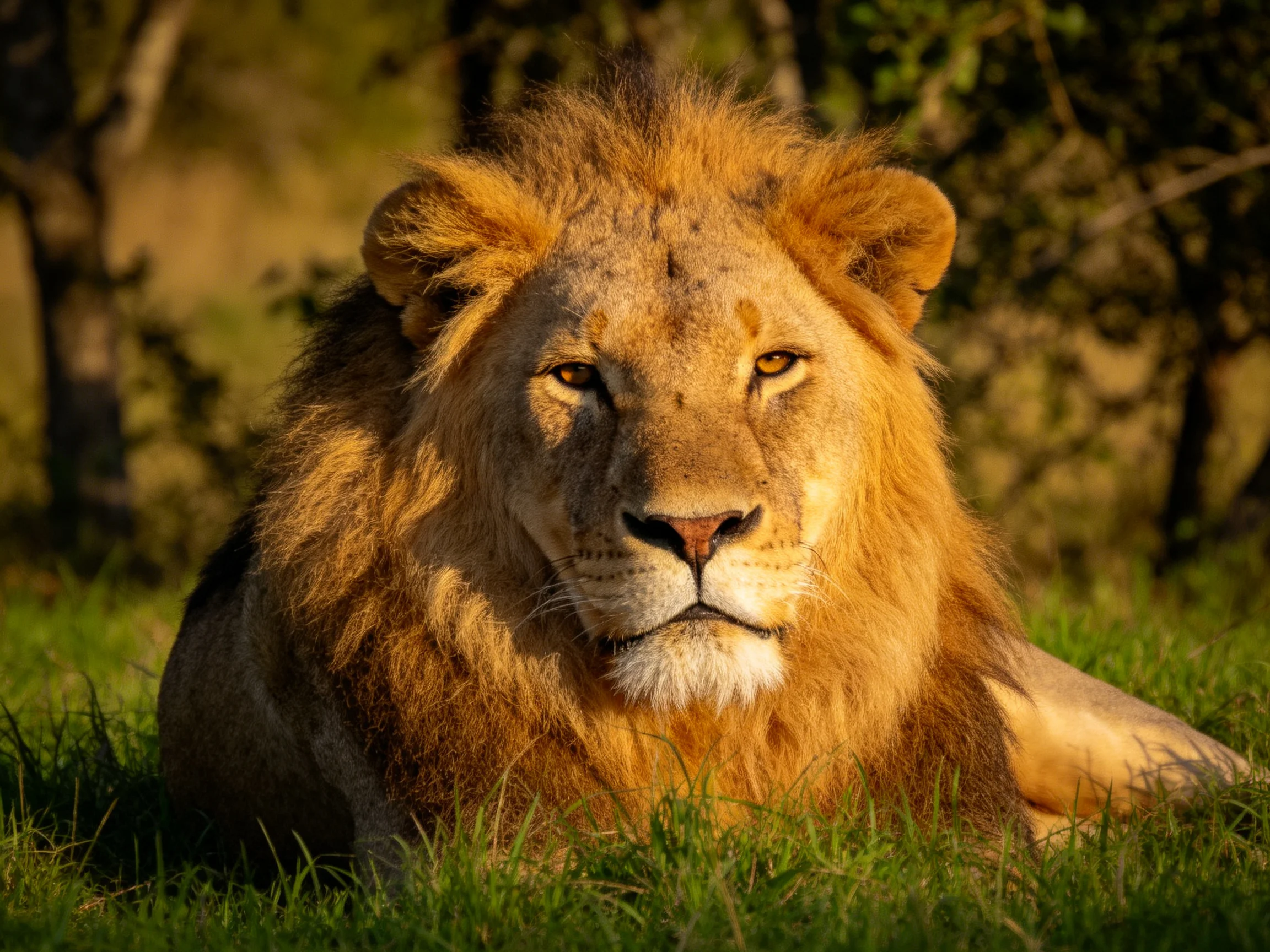 A majestic lion with thick golden mane rests in sun-drenched grass