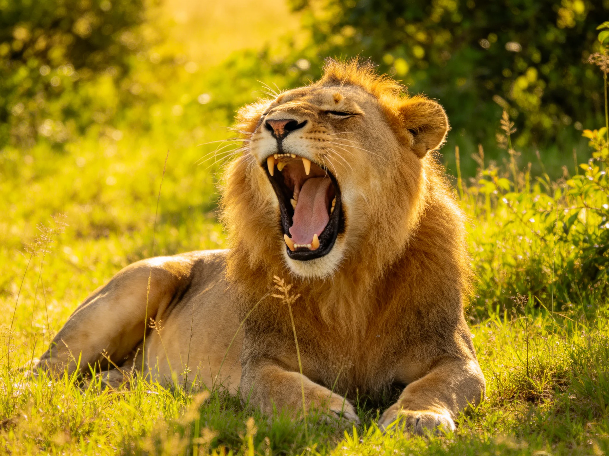 A majestic lion yawning in sun-drenched green savannah grass