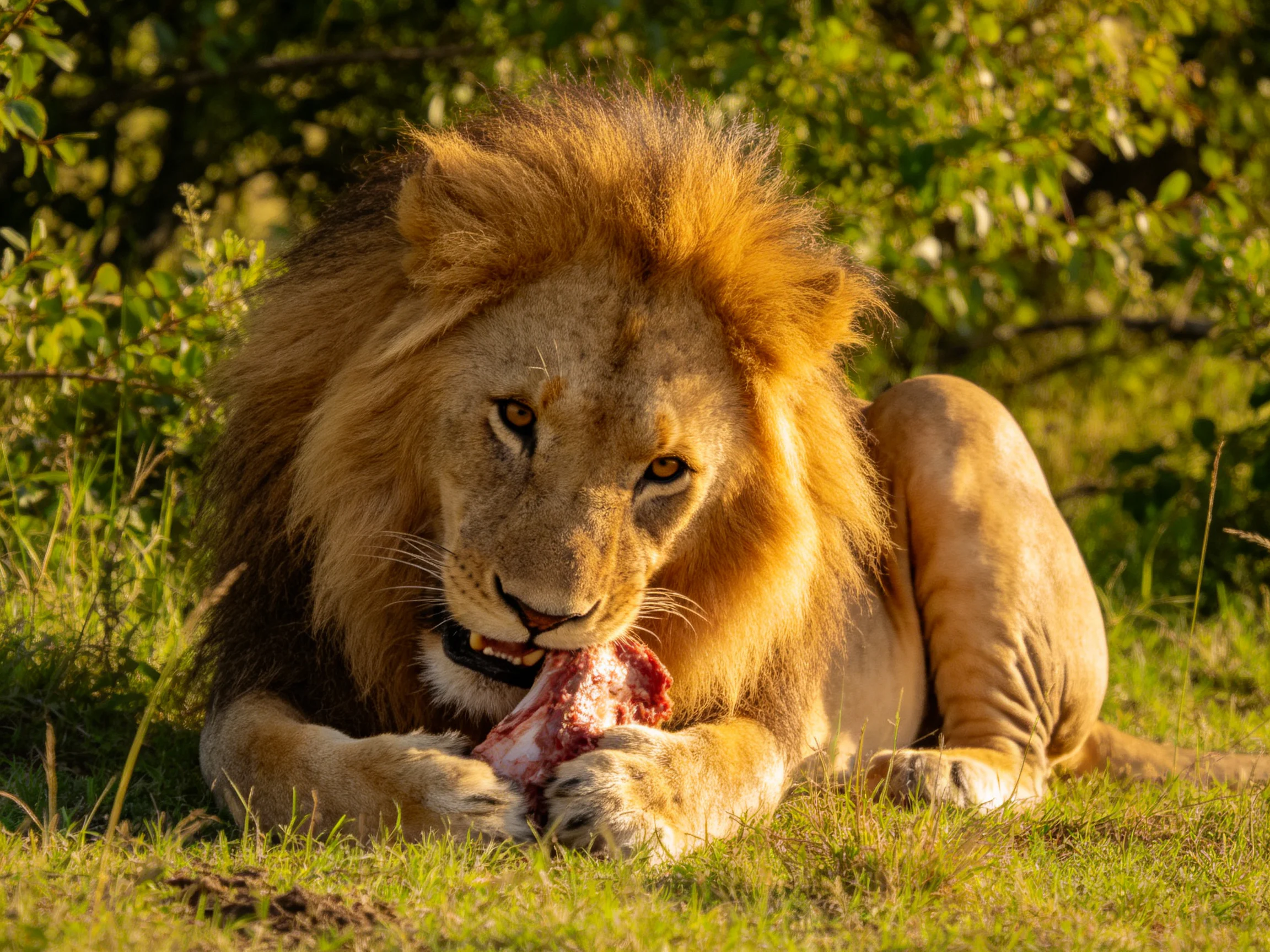 A majestic male lion feasting on prey amid lush greenery