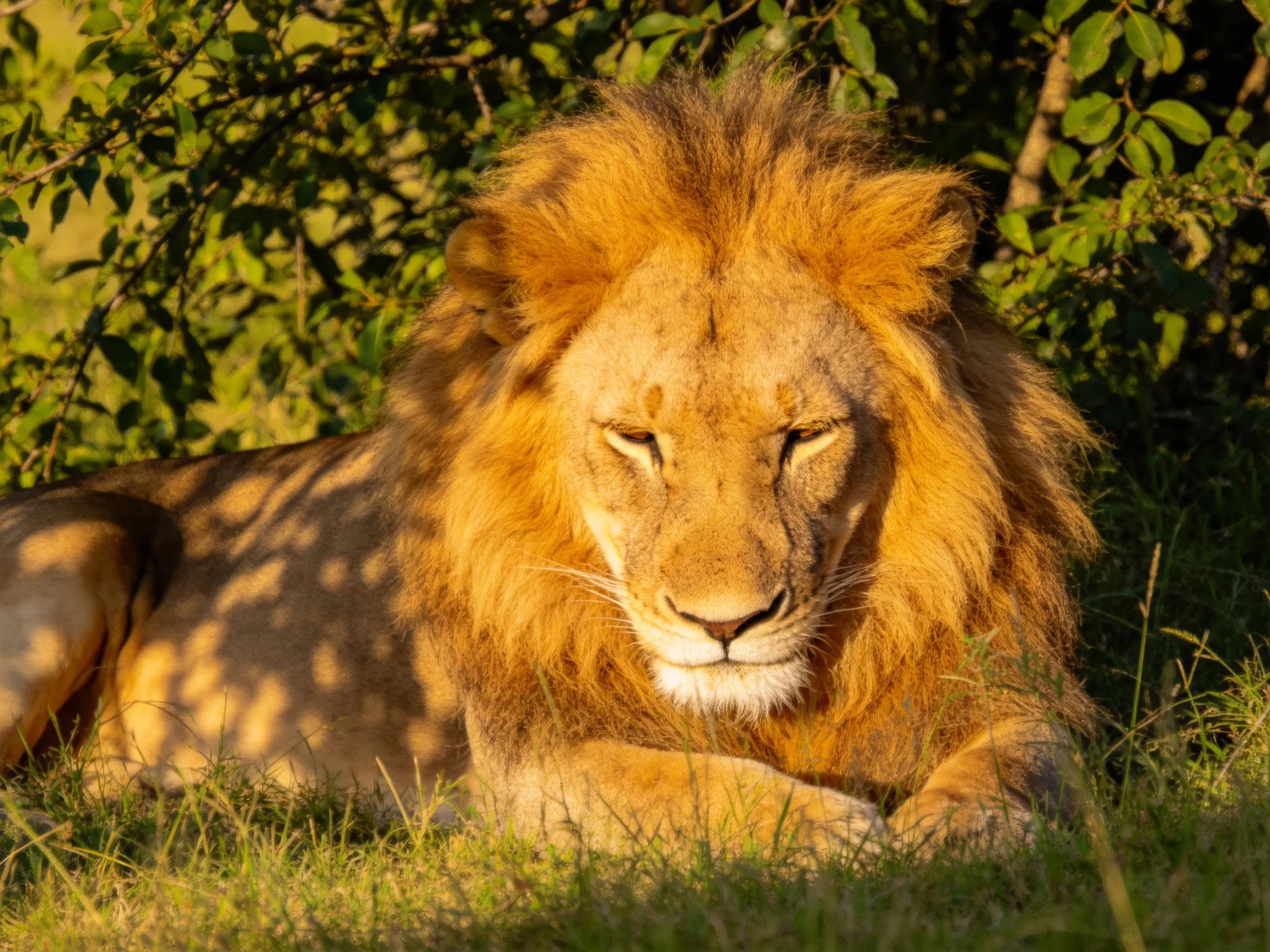 A majestic male lion rests calmly among greenery in a sunlit area.