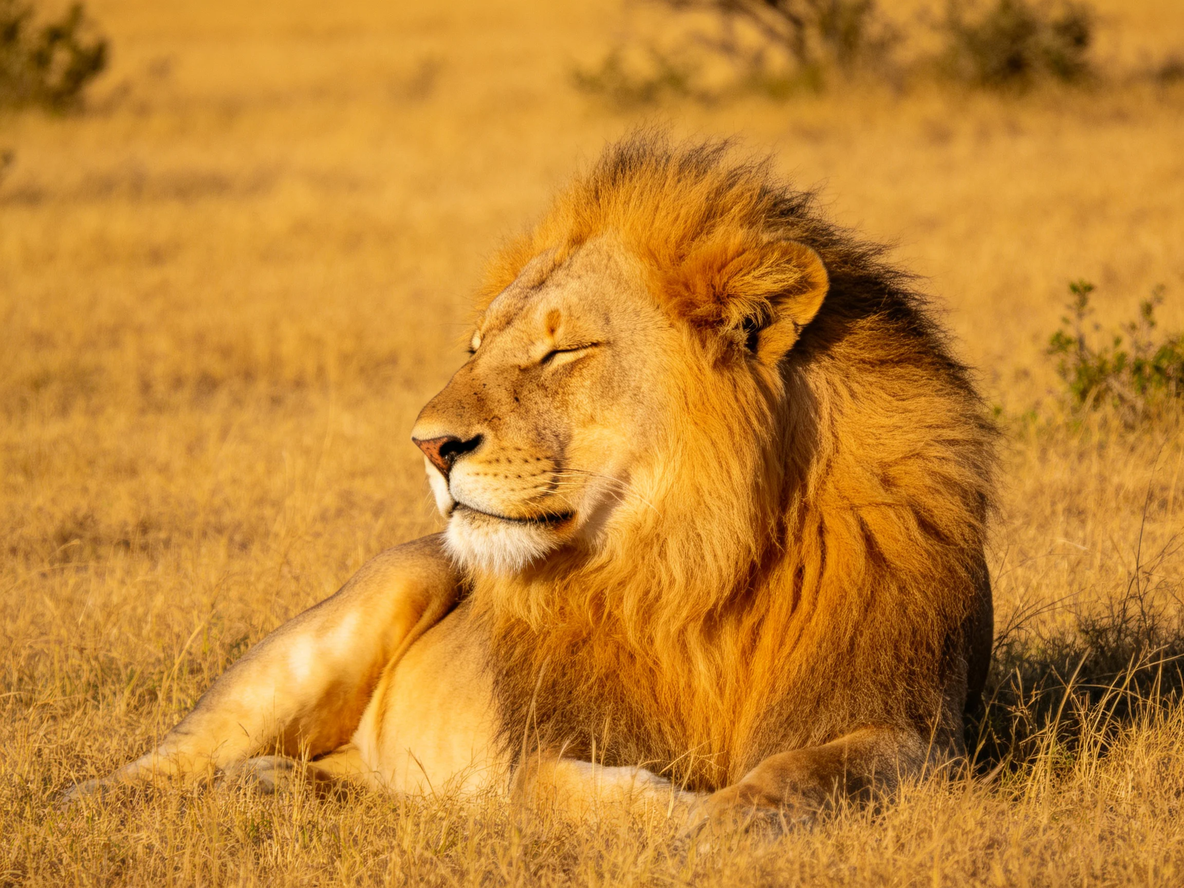 A majestic male lion rests in golden savannah grasslands