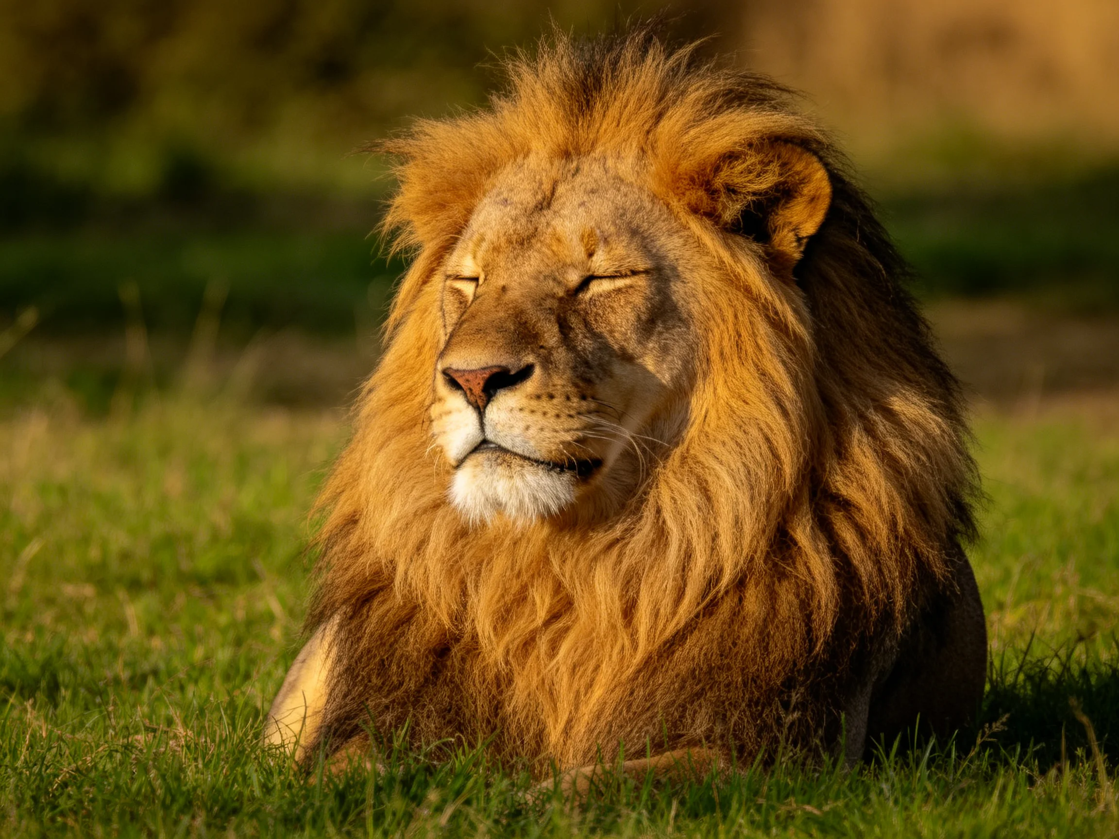 A majestic male lion rests in lush green grass with golden sunlight