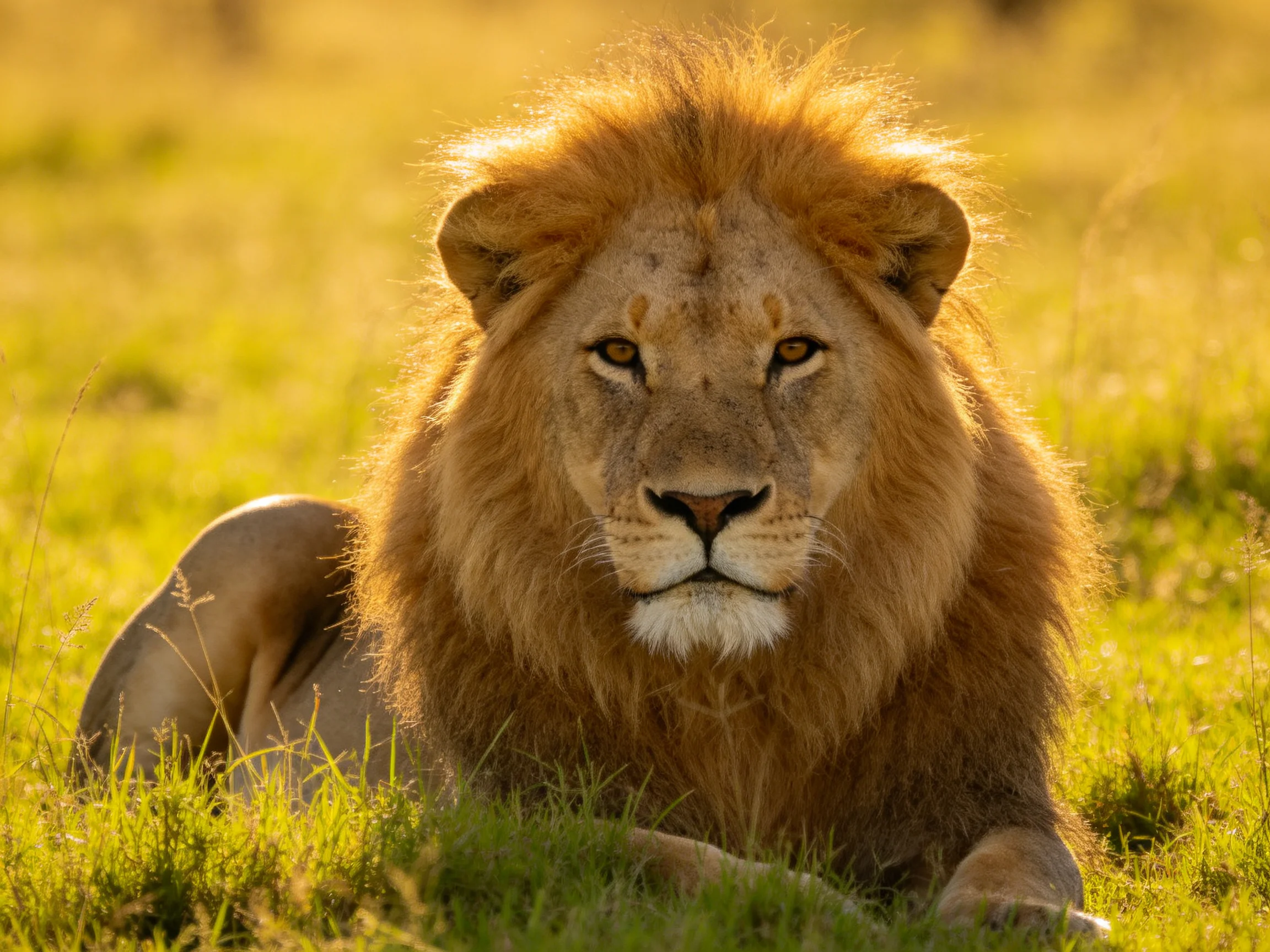 A majestic male lion relaxes in sun-kissed savannah grass