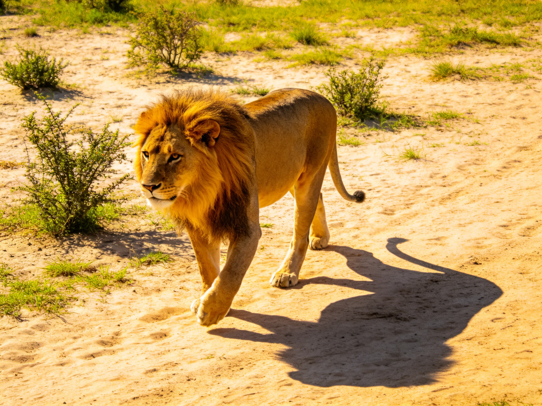 A majestic male lion walks on sunlit sandy terrain near shrubs