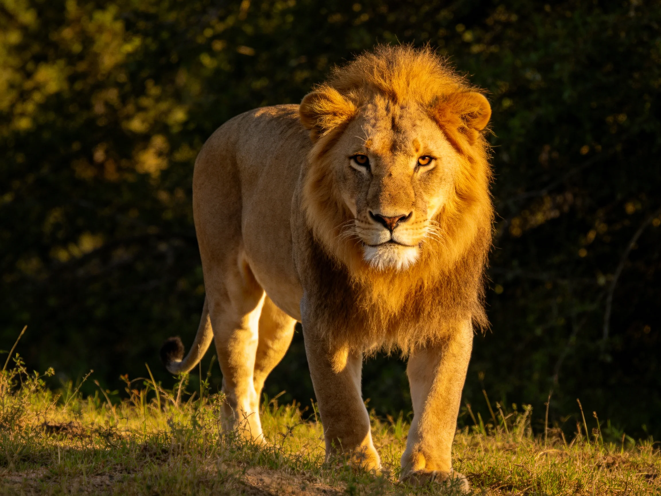 A majestic male lion walks through sunlit savannah vegetation