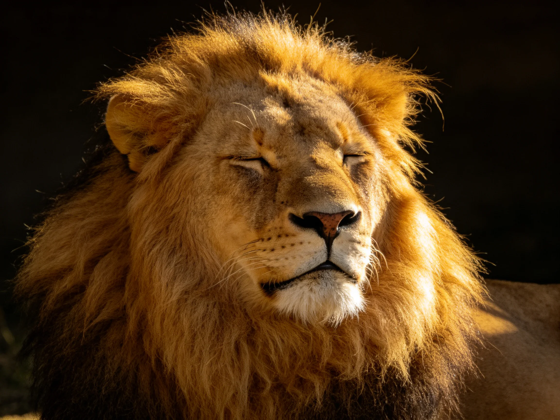 A majestic male lion with a thick golden-brown mane resting in warm light