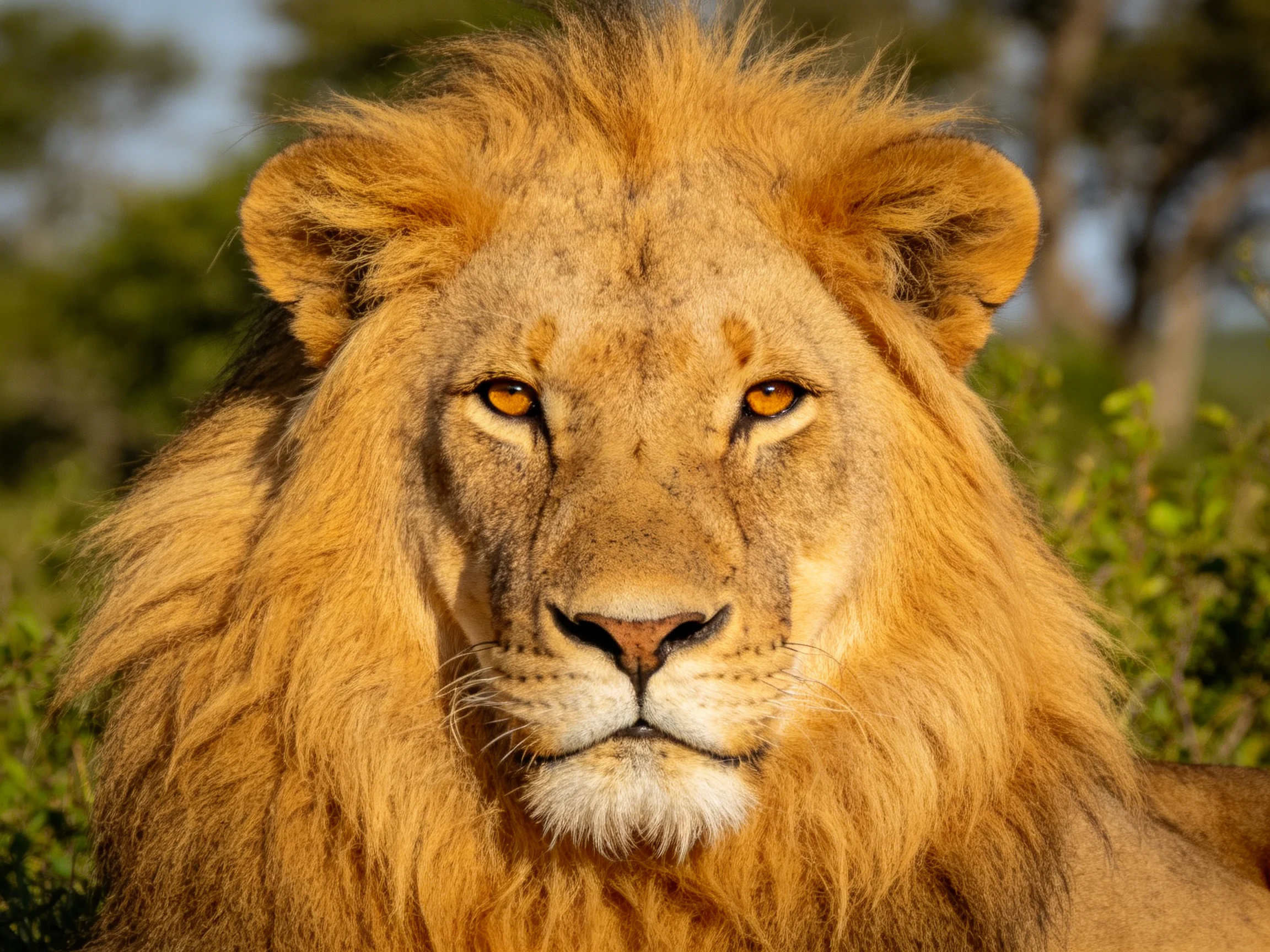 A majestic male lion with a thick golden mane in a natural setting