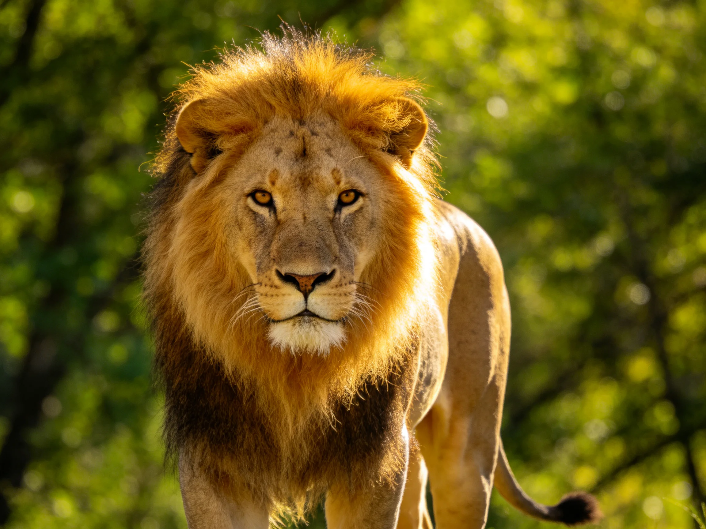A majestic male lion with a thick golden mane stands before lush green foliage