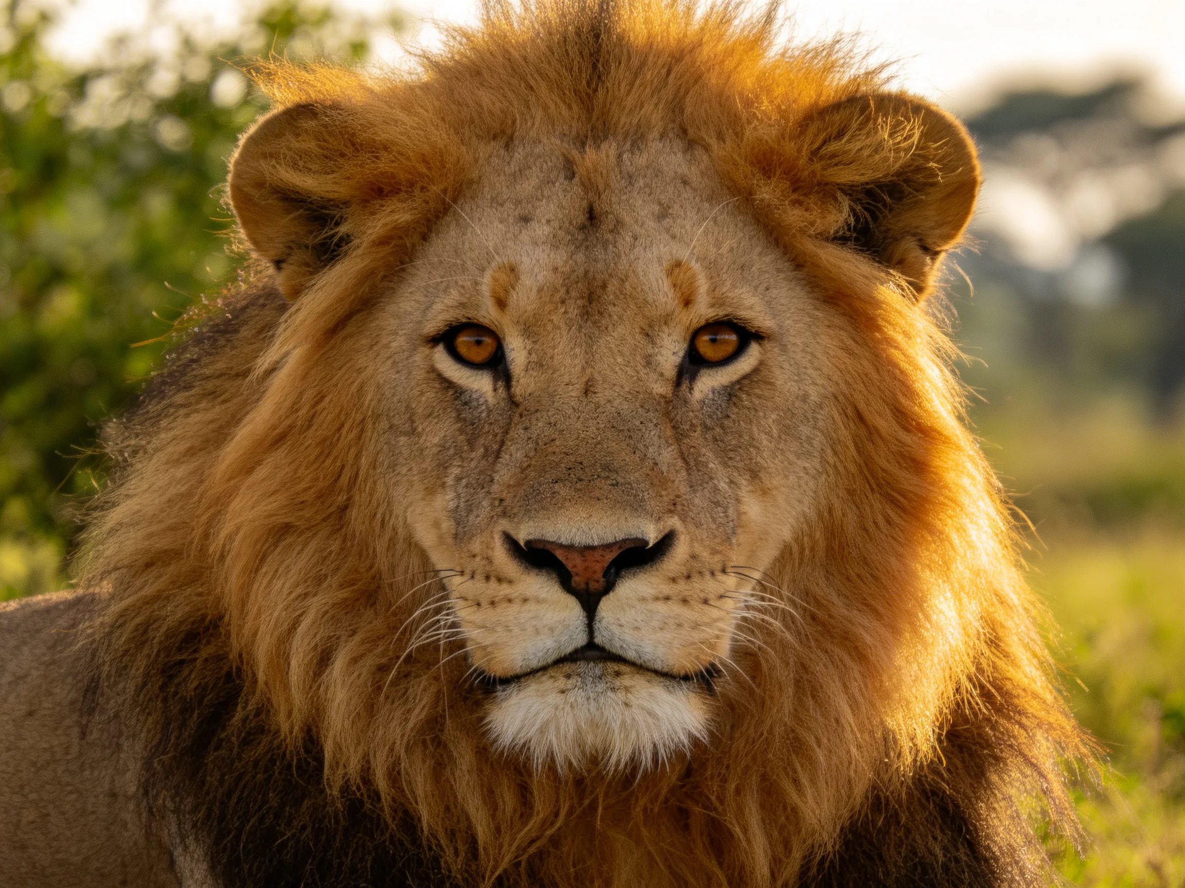 A majestic male lion with golden-brown mane in sunlit savannah