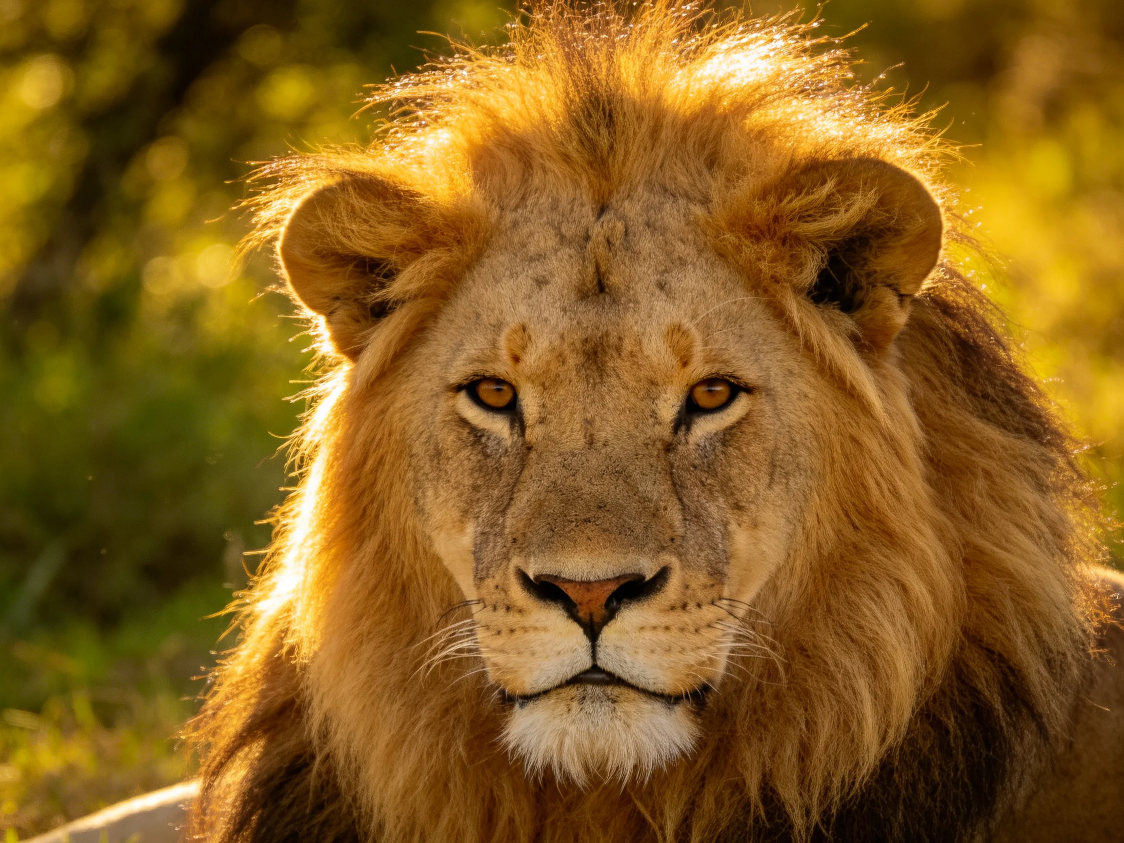 A close - up of a majestic male lion with golden mane in a sunlit setting.