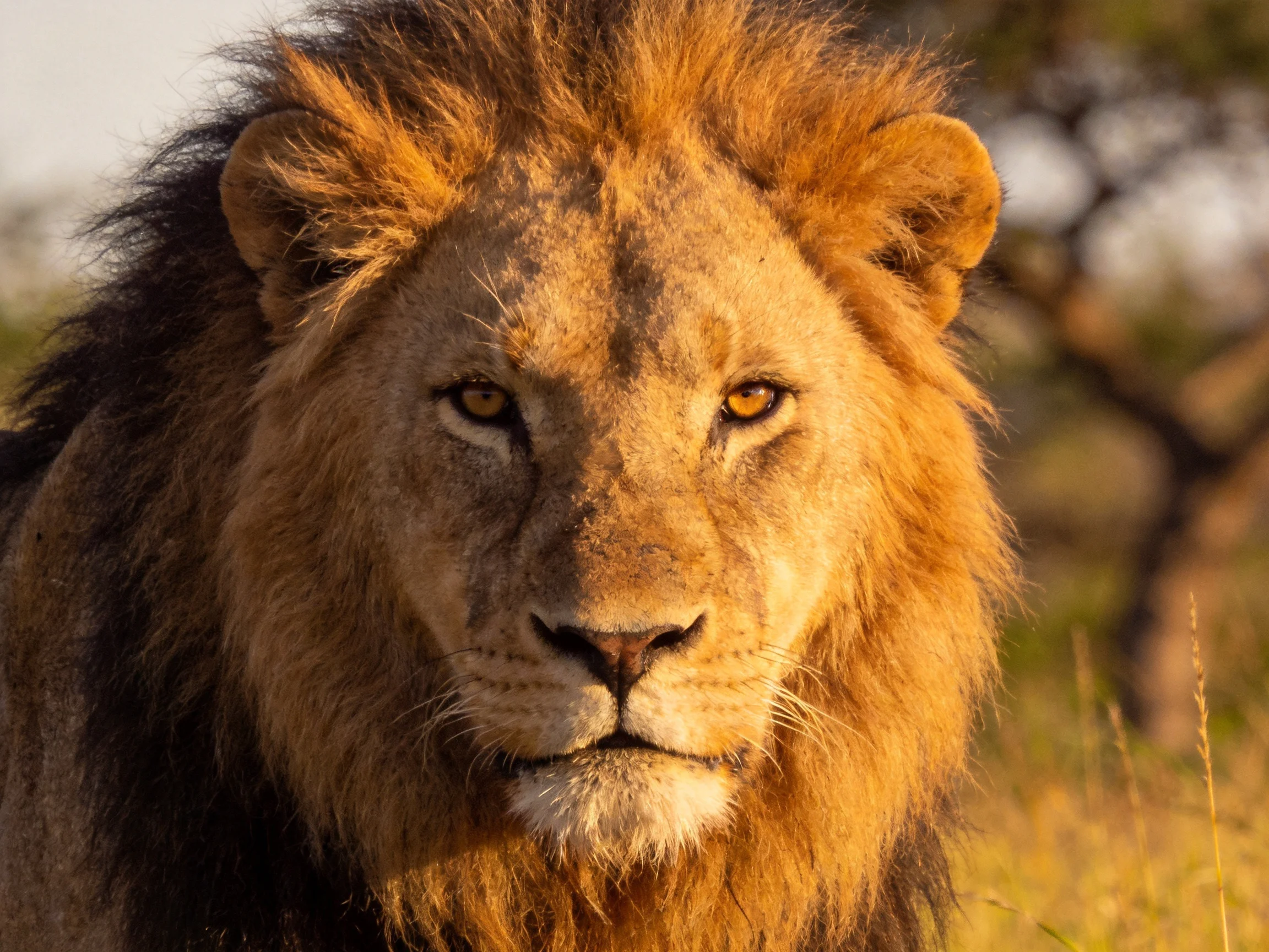 A majestic male lion with rich golden mane in sunlit savannah