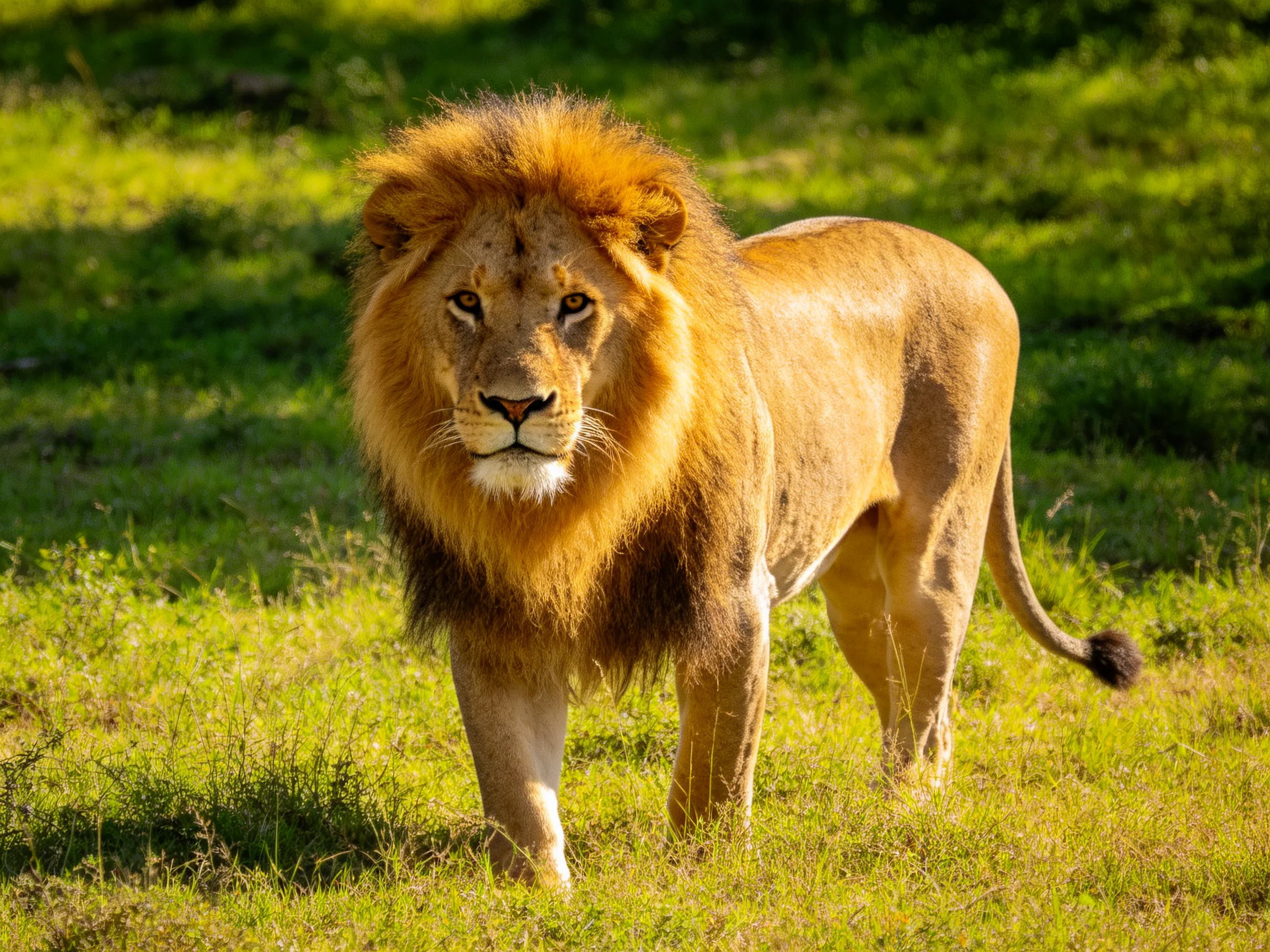 A majestic male lion stands in a sunlit, verdant savannah.