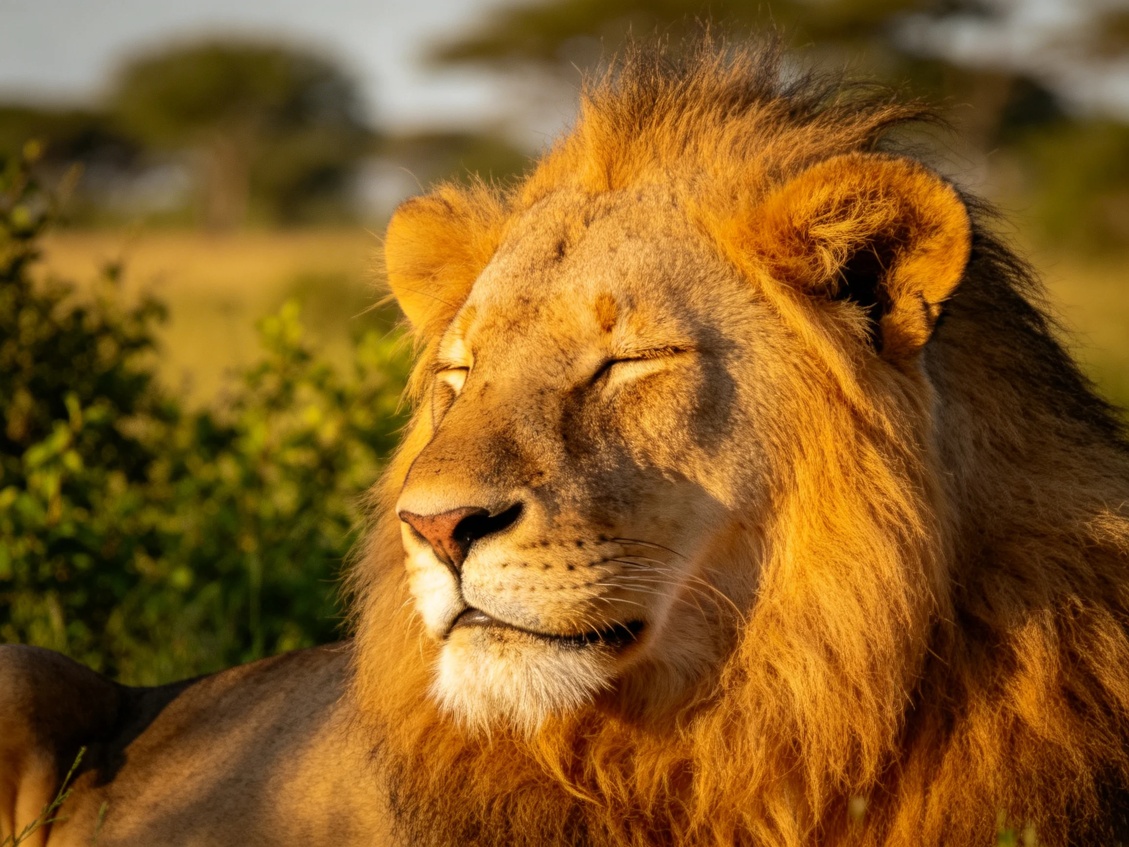 A majestic male lion with thick golden mane rests in savannah sunlight