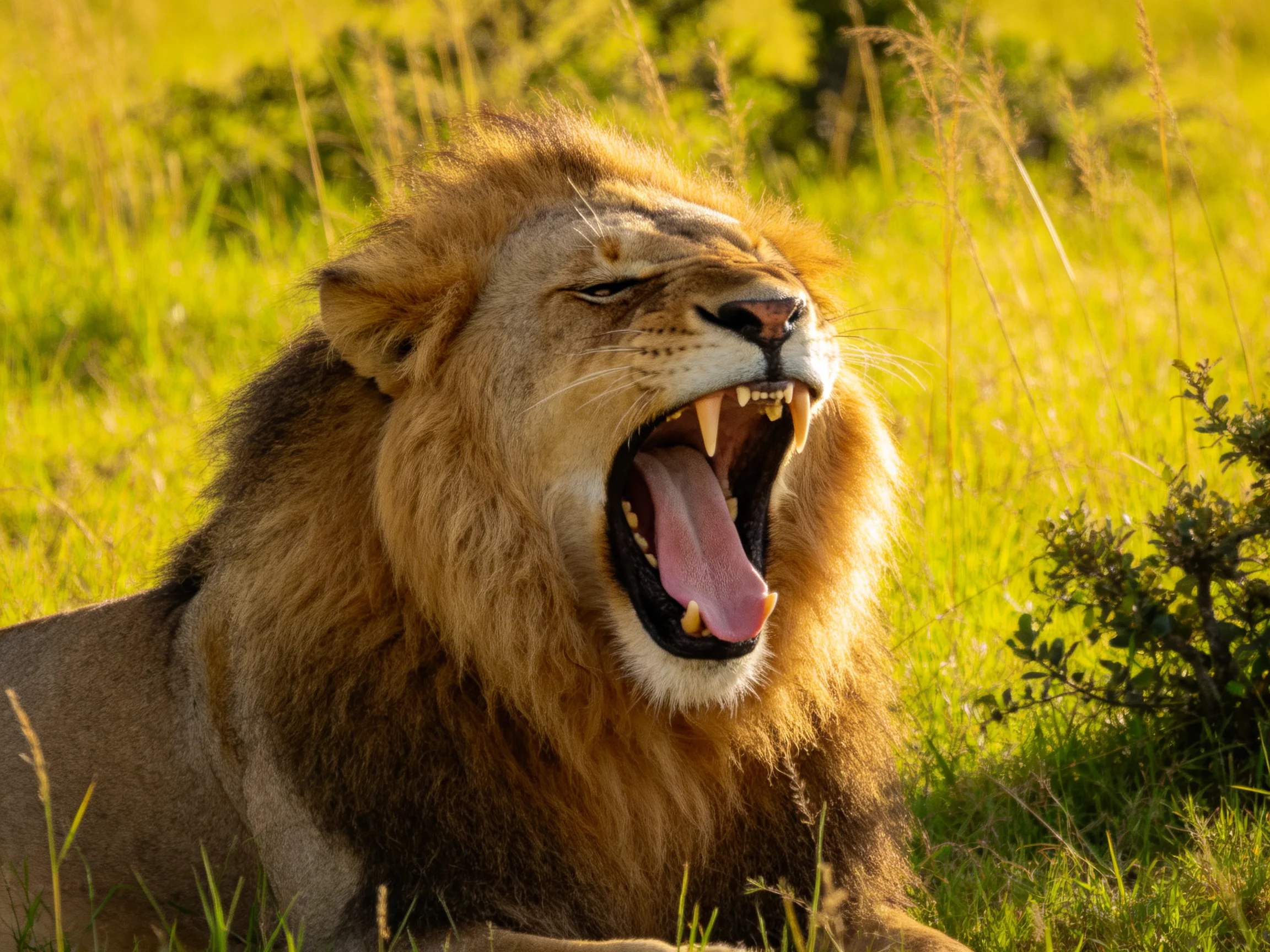 A male lion yawns while resting in sunlit savannah grass.