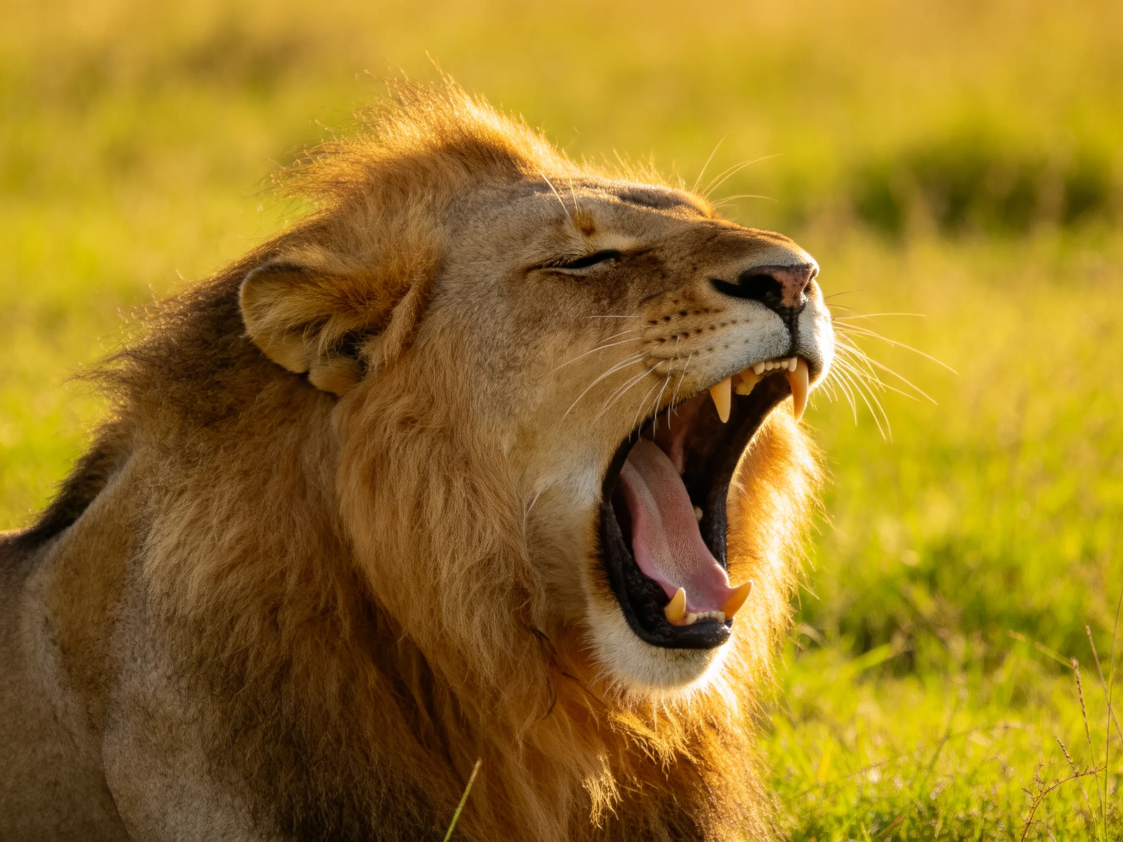 A majestic male lion yawning in golden savannah grass