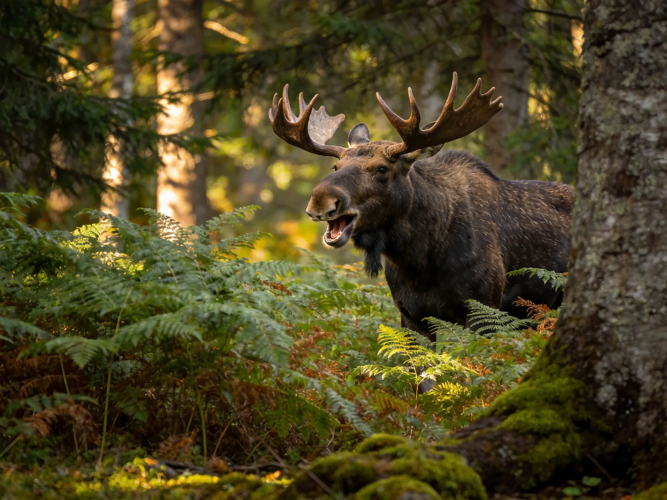A moose with large antlers stands among ferns and trees in a sunlit forest.