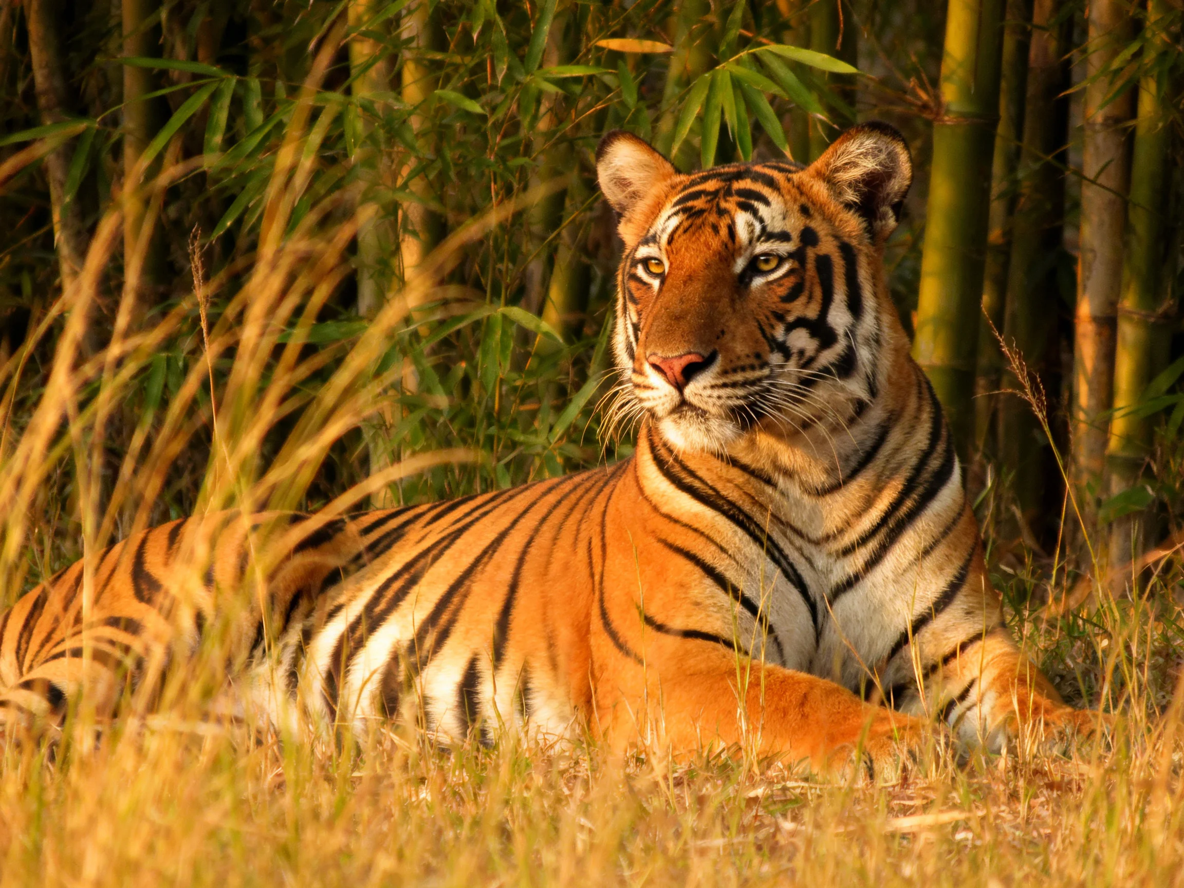 An orange tiger rests peacefully among tall grass and bamboo