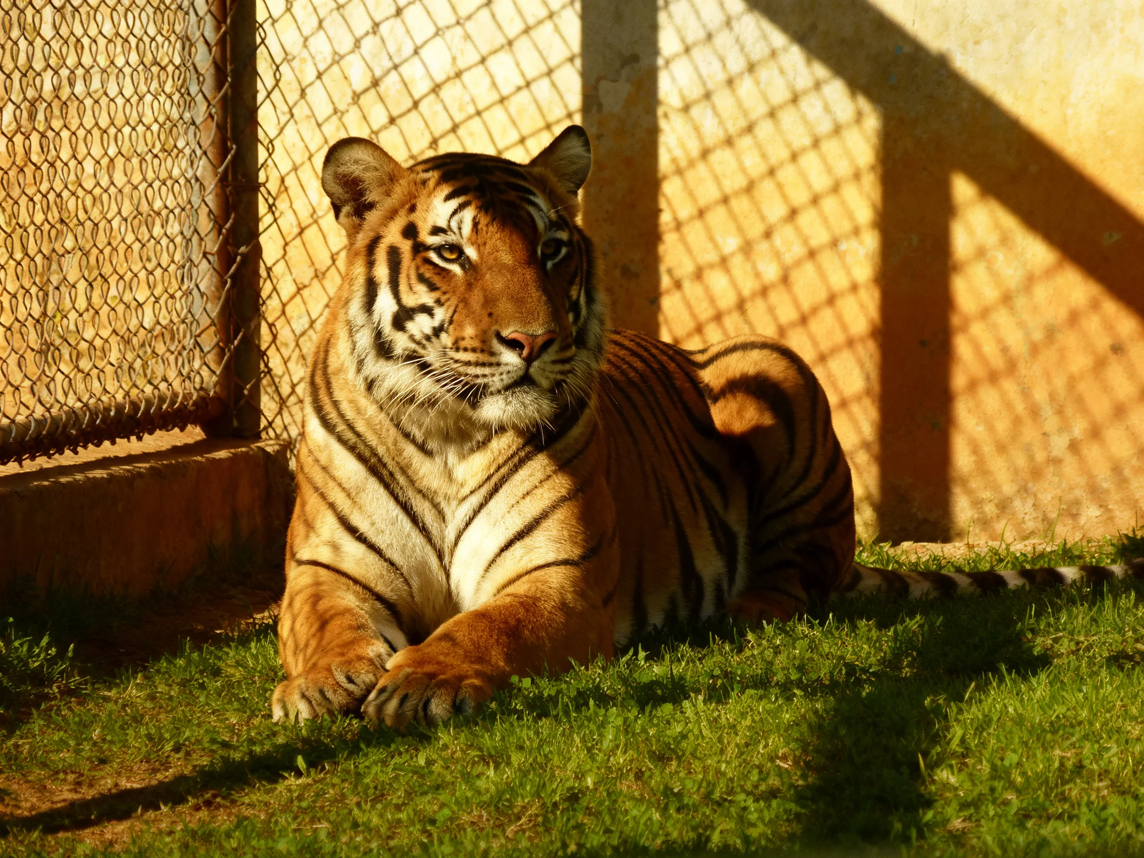 An orange tiger lies calmly on green grass next to a wire fence