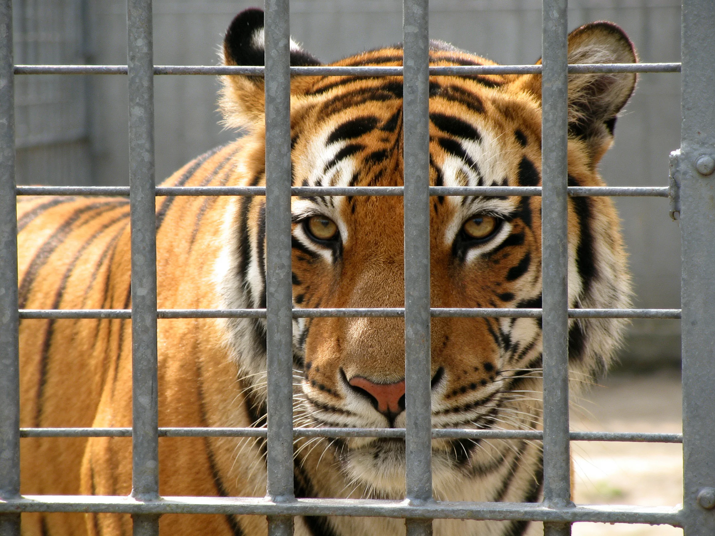 A majestic orange tiger with bold black stripes behind metal bars