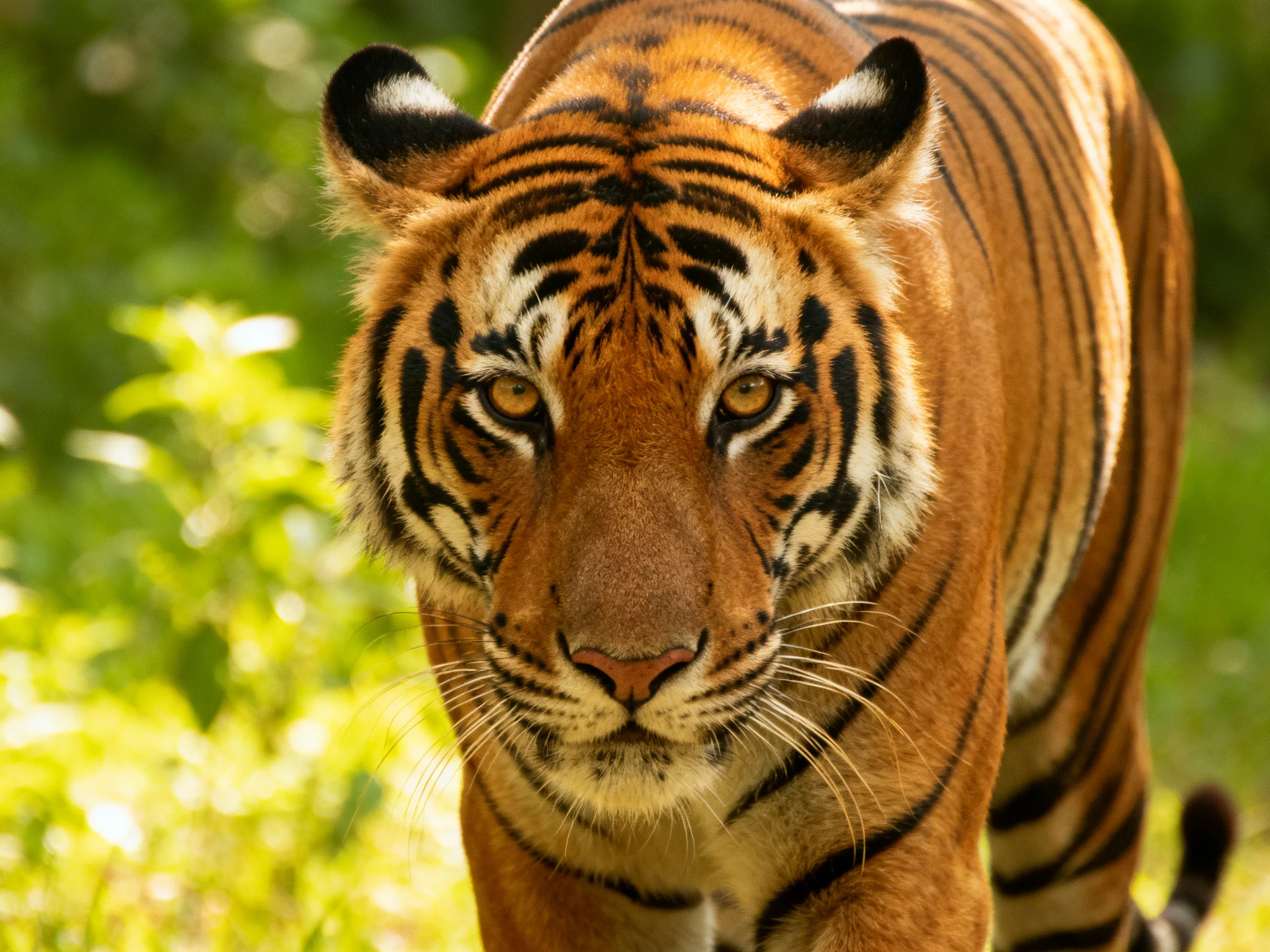 A majestic orange tiger with bold black stripes in a lush green environment