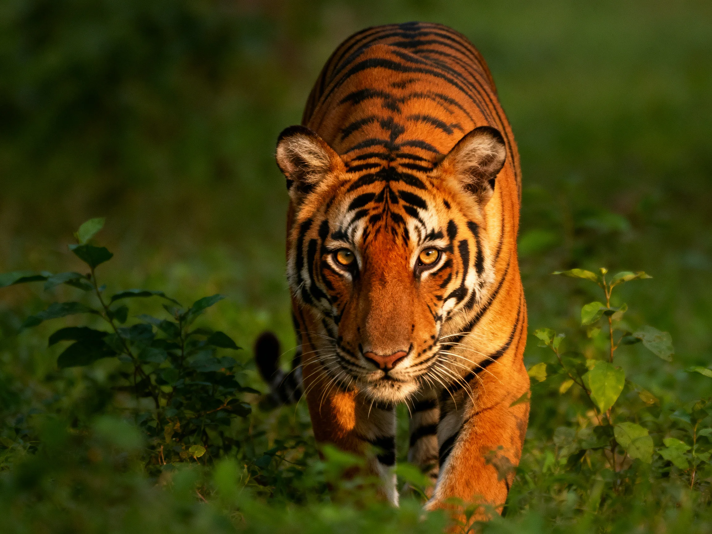 A majestic orange tiger with bold black stripes in lush green foliage