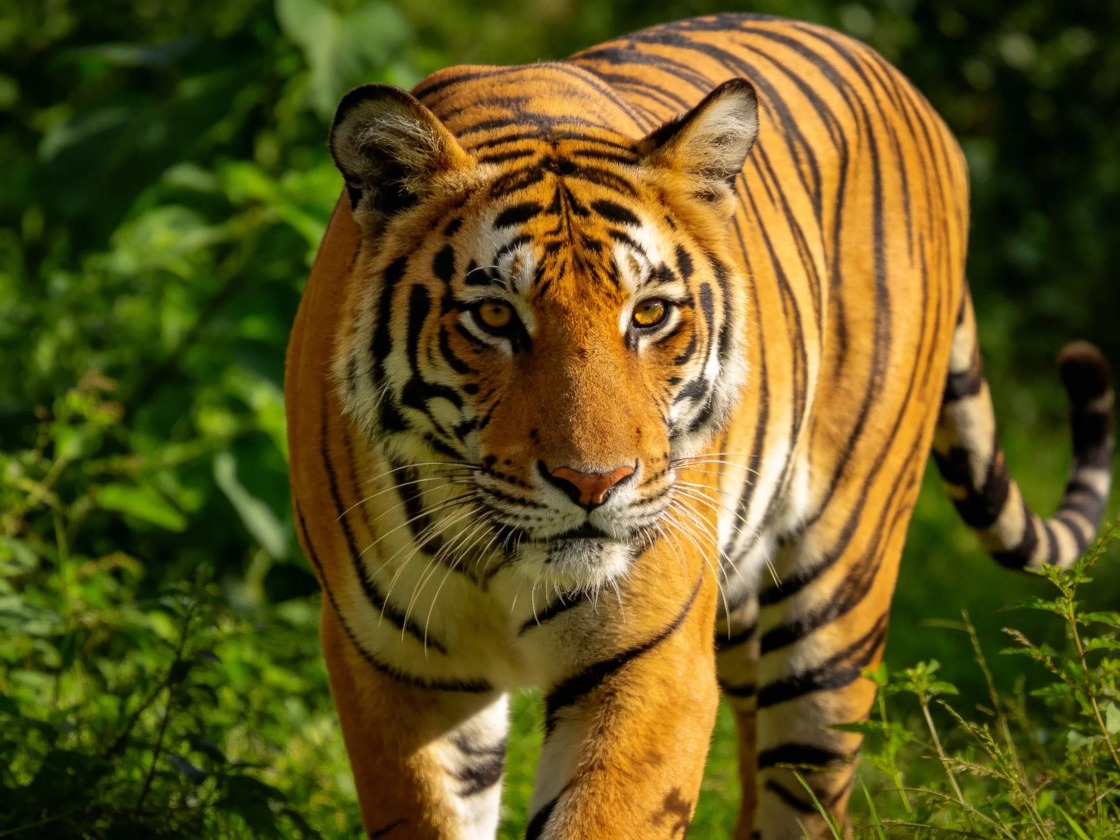 A majestic orange tiger with bold black stripes in lush green foliage