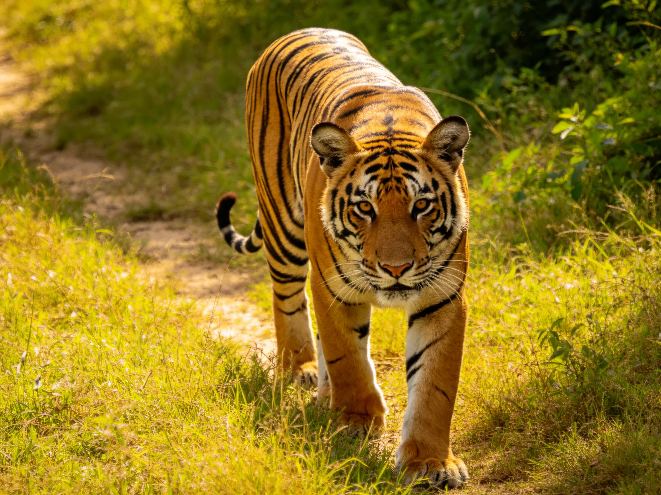 A majestic orange tiger with bold black stripes in sun-dappled greenery