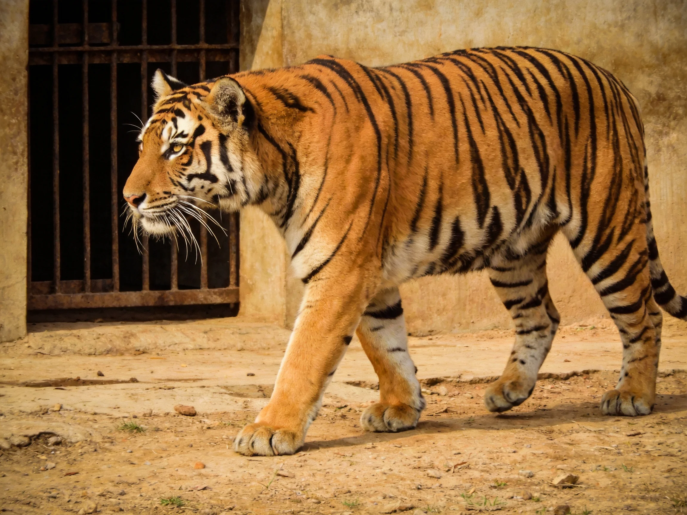A majestic orange tiger with bold black stripes near a metal gate