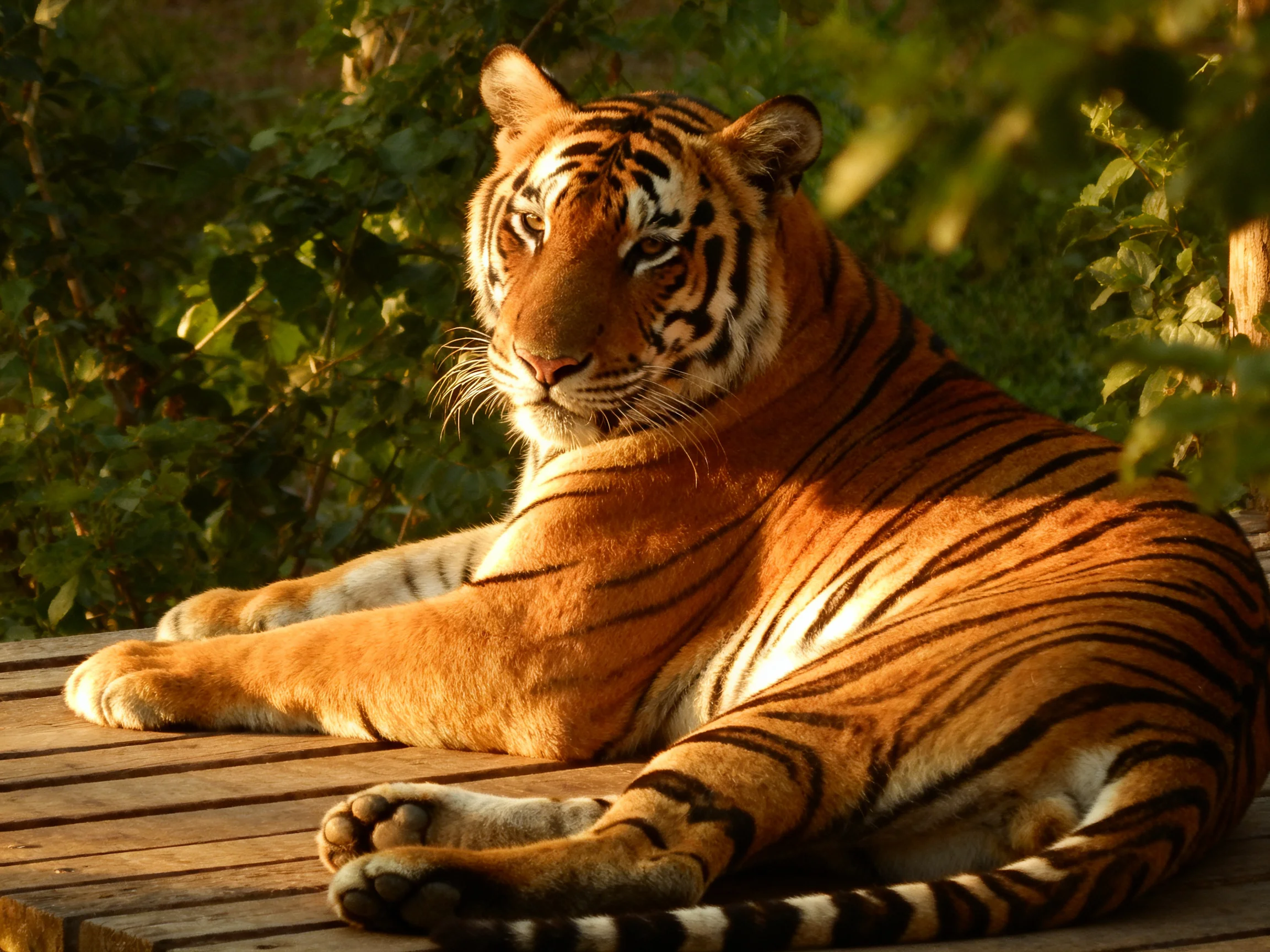 A majestic orange tiger with bold black stripes rests on a wooden platform