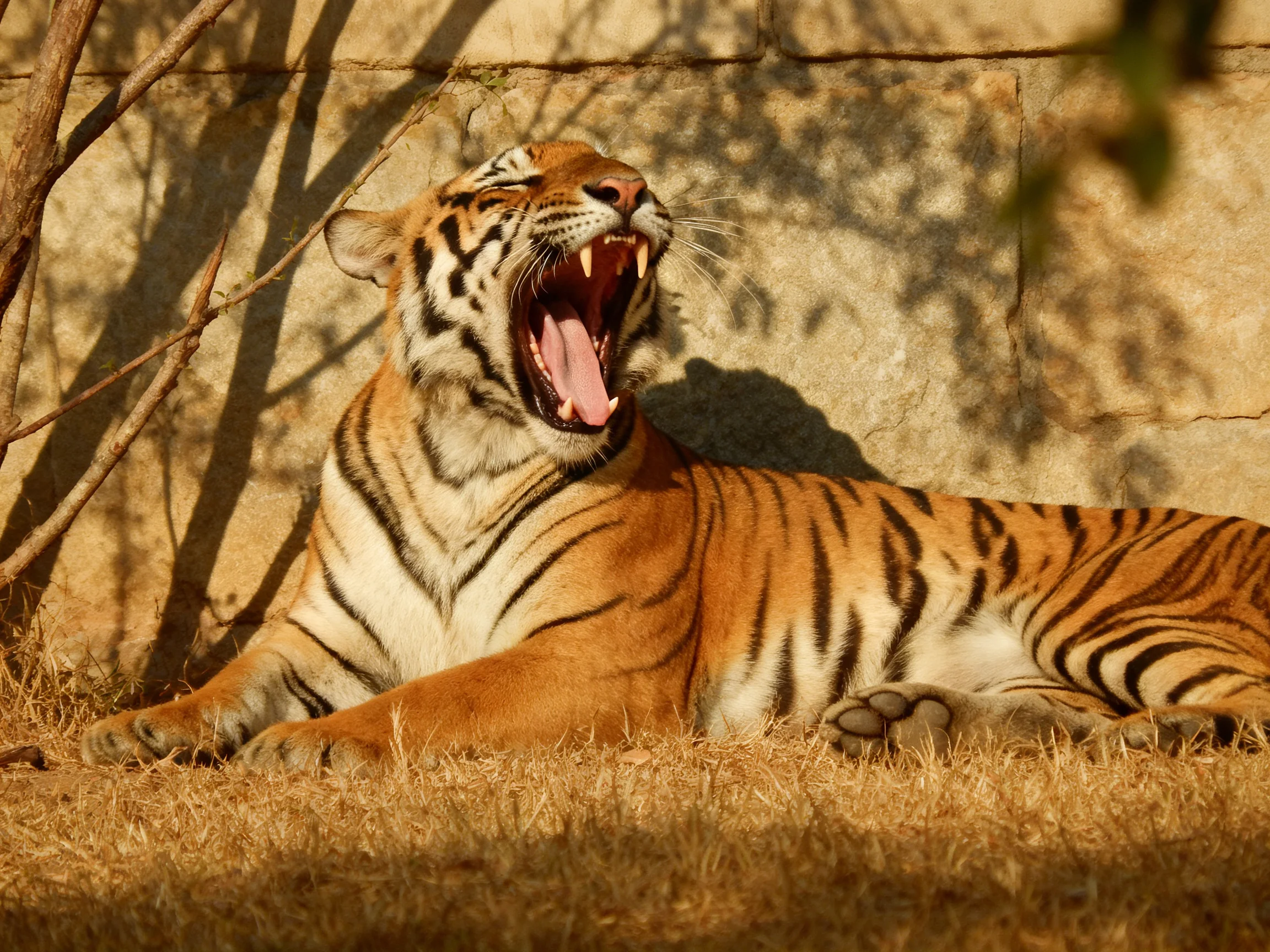 An orange tiger yawns while resting against a stone wall.
