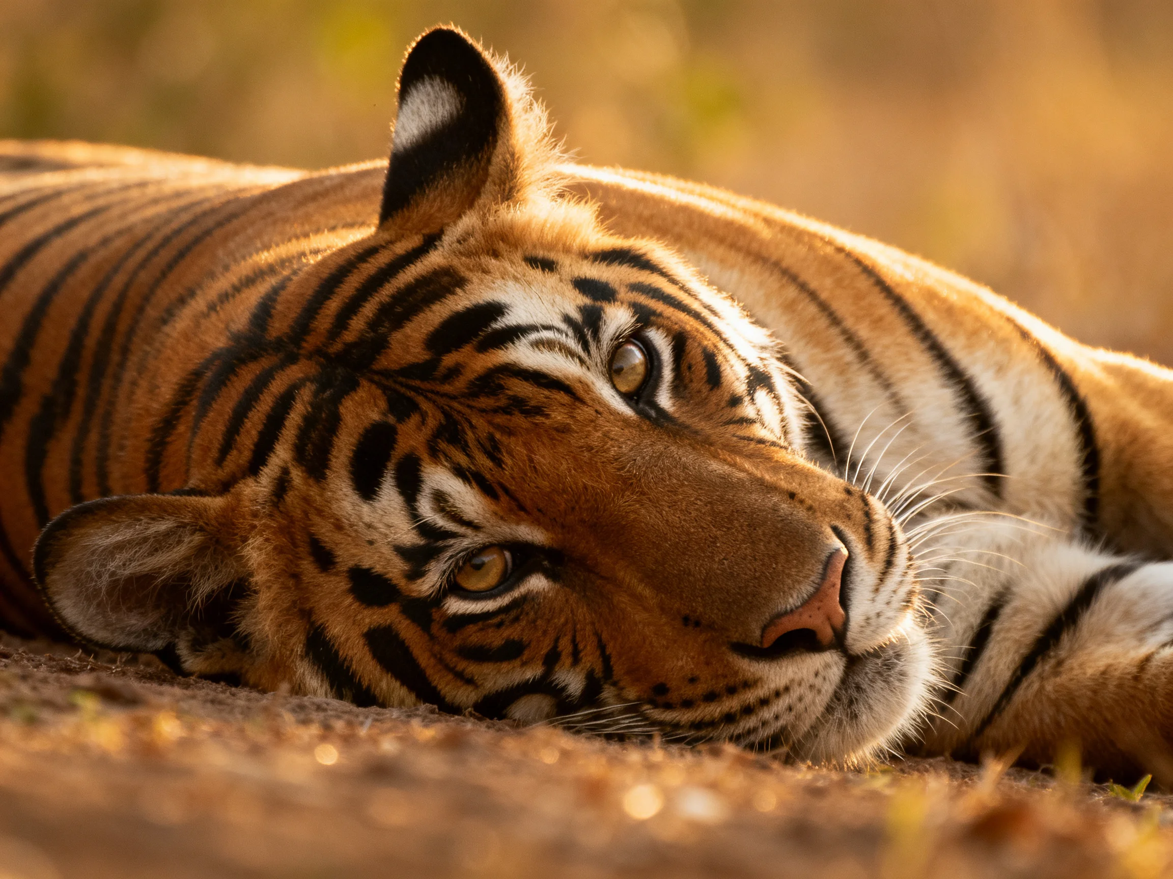 A tiger liescalmly with prominent black stripes in a natural setting.