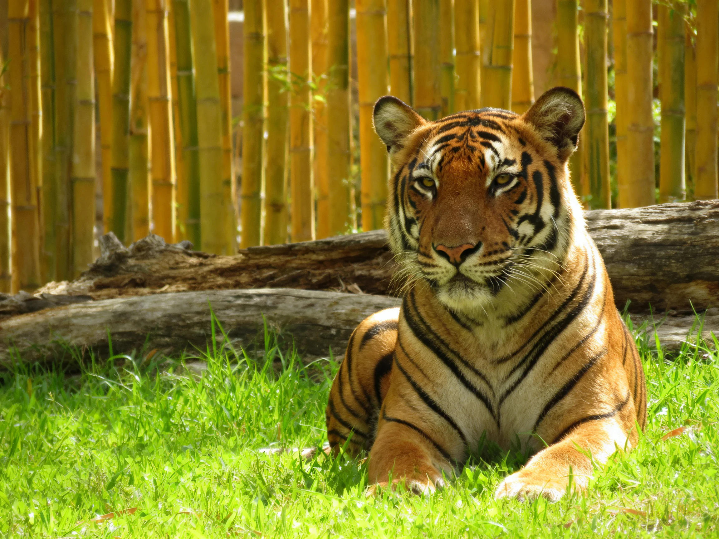 A tiger sits calmly among lush grass and a bamboo enclosure.