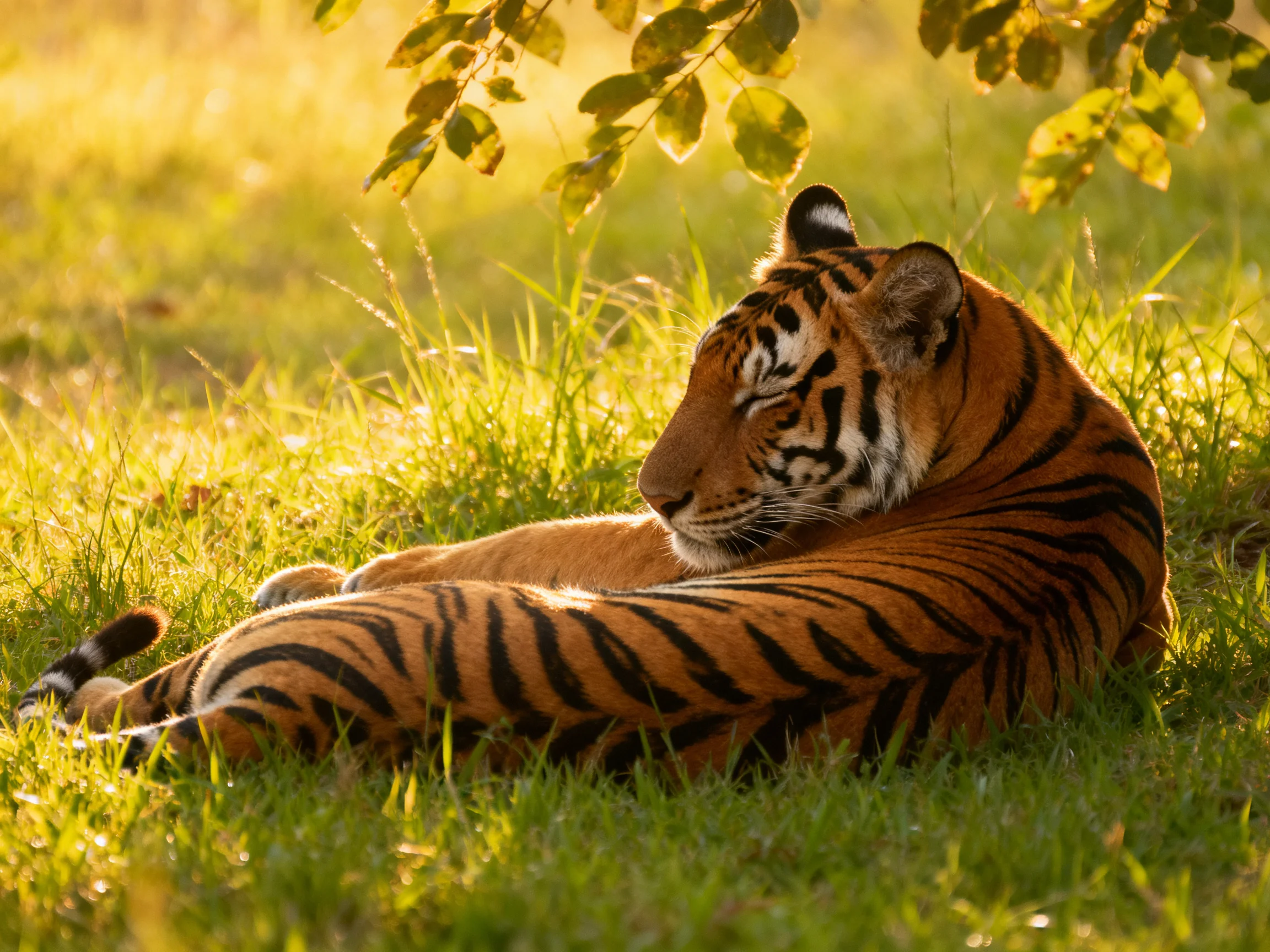 A tiger rests in sunlitgrass under leafy cover.