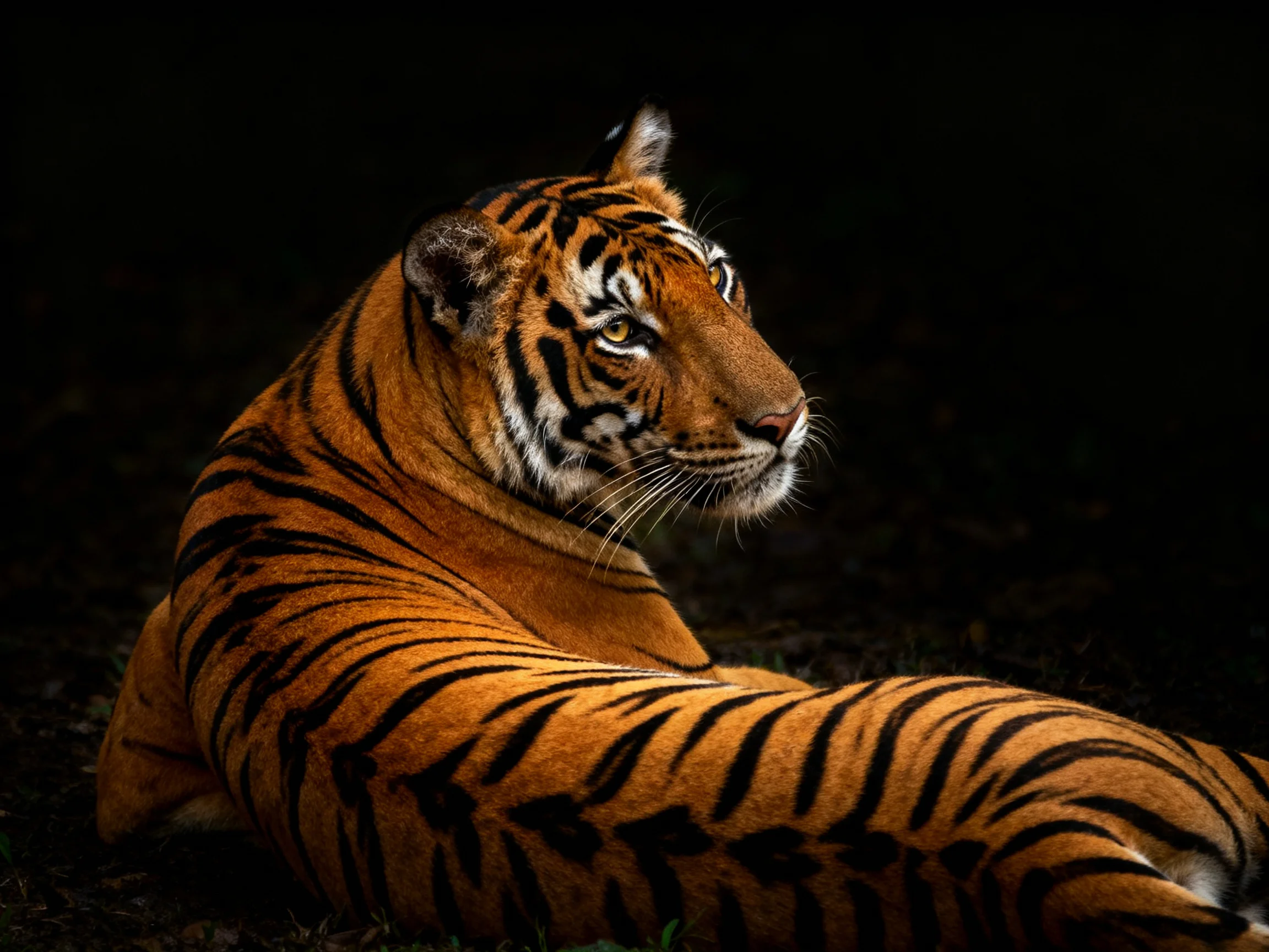 A tiger rests, highlighting its striking orange and striped coat.