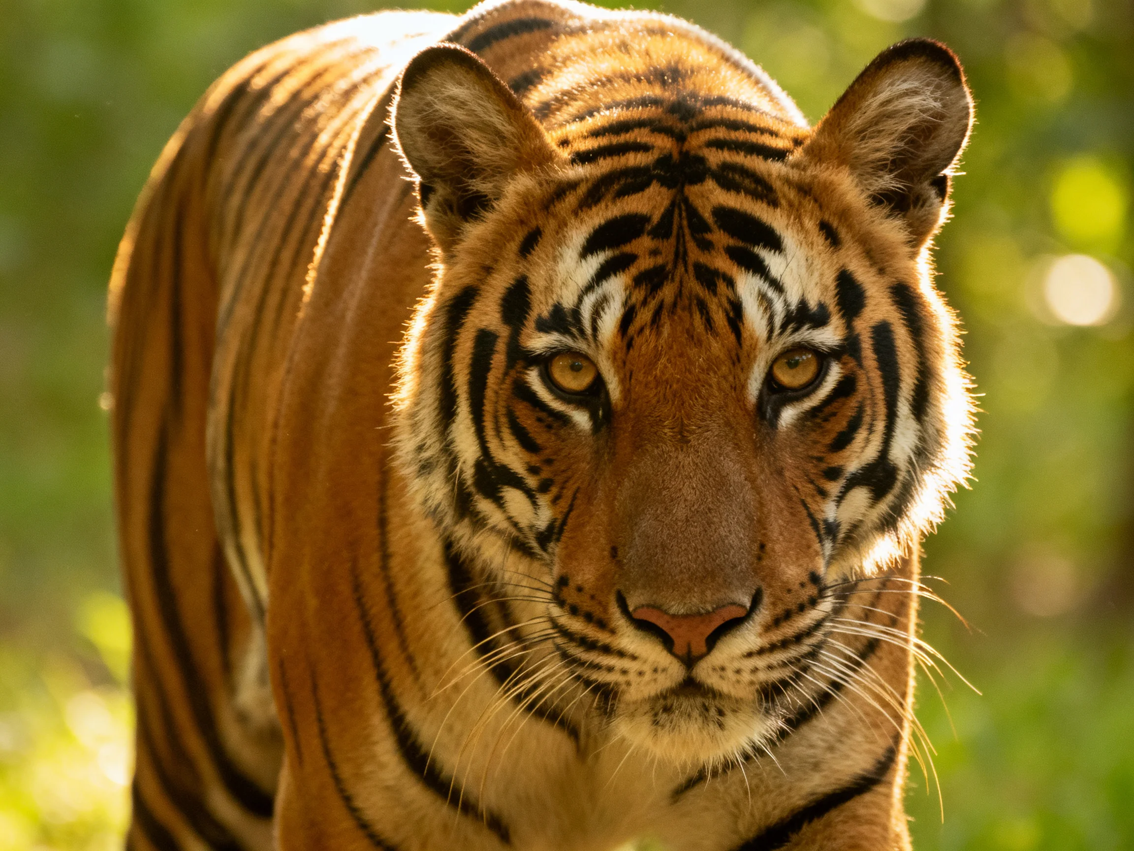 A majestic tiger with bold black stripes stands in a sunlit forest environment.