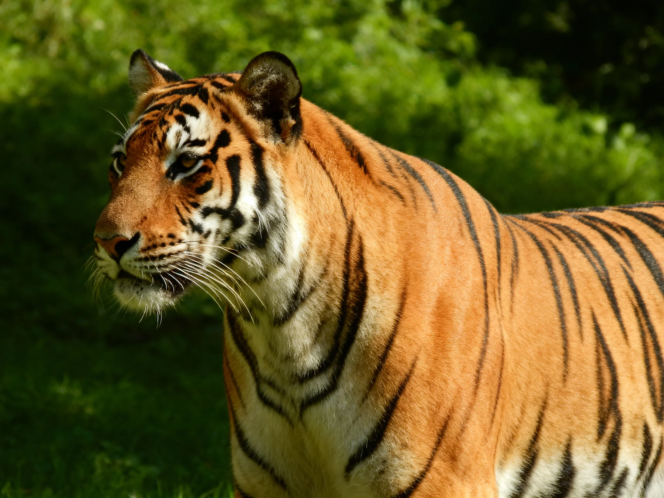 A majestic tiger with bold black stripes on orange fur