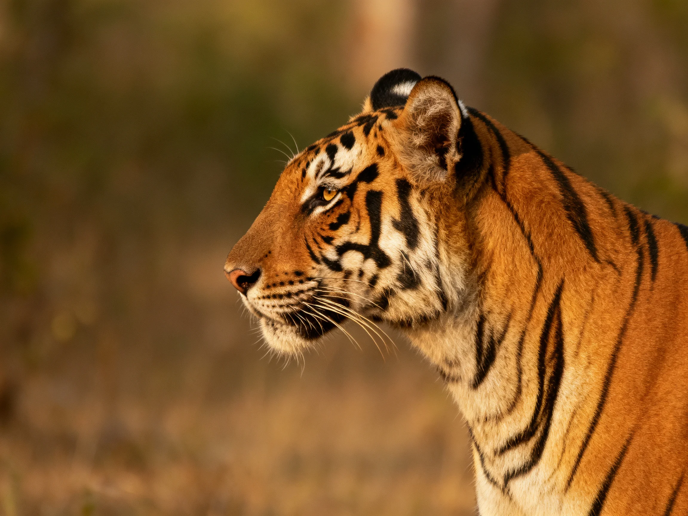 A tiger with bold black stripes observes its surroundings in a softly lit environment.